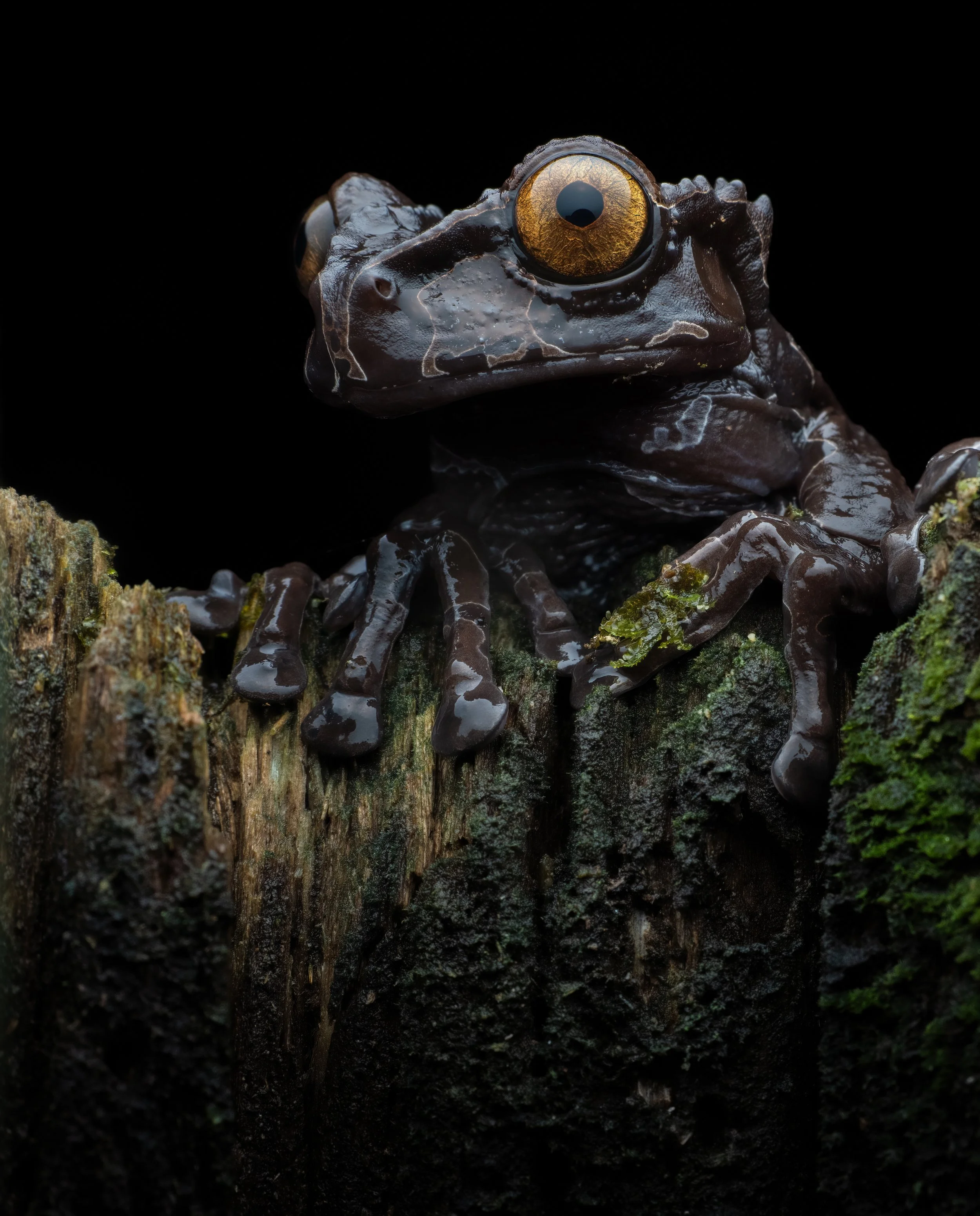 Kronenlaubfrosch.jpg