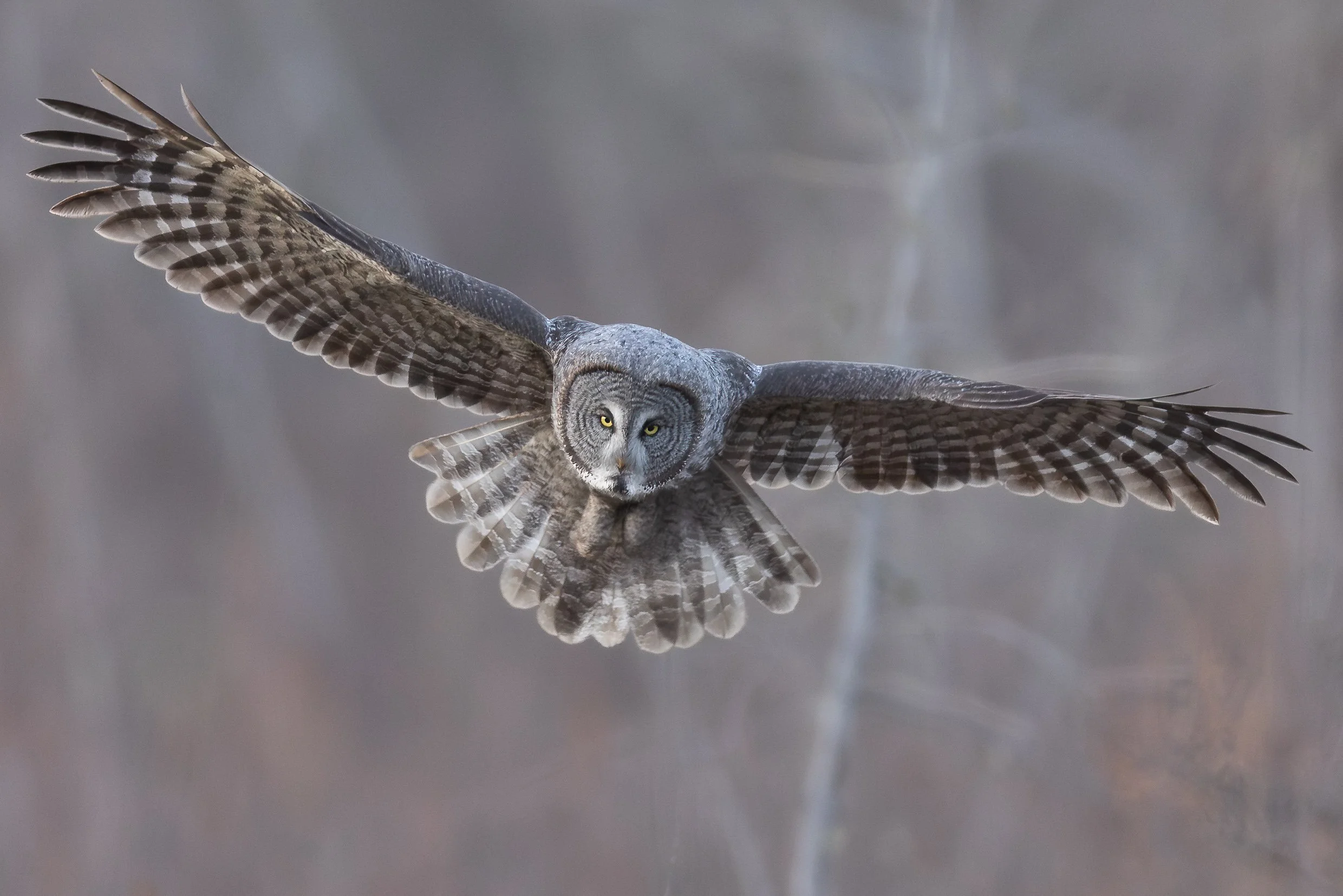 Northern Canada Owls – In Review