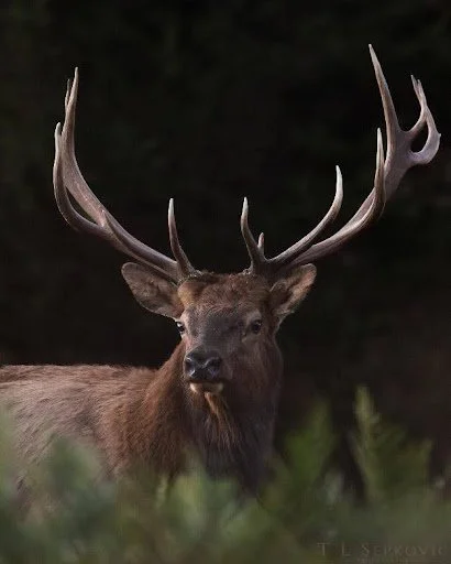 Bull Elk