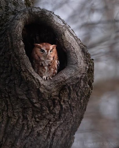 Eastern Screech Owl