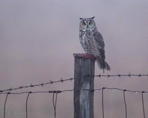 Long-eared Owl