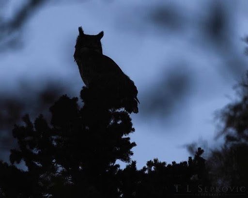 Great-horned Owl