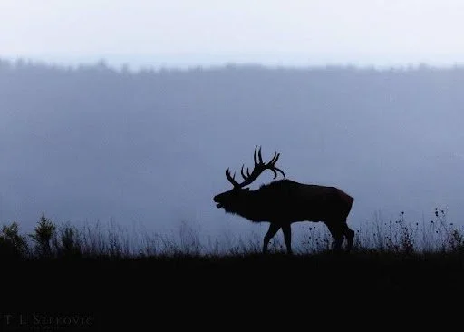 Elk