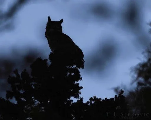 Shooting in the Dark