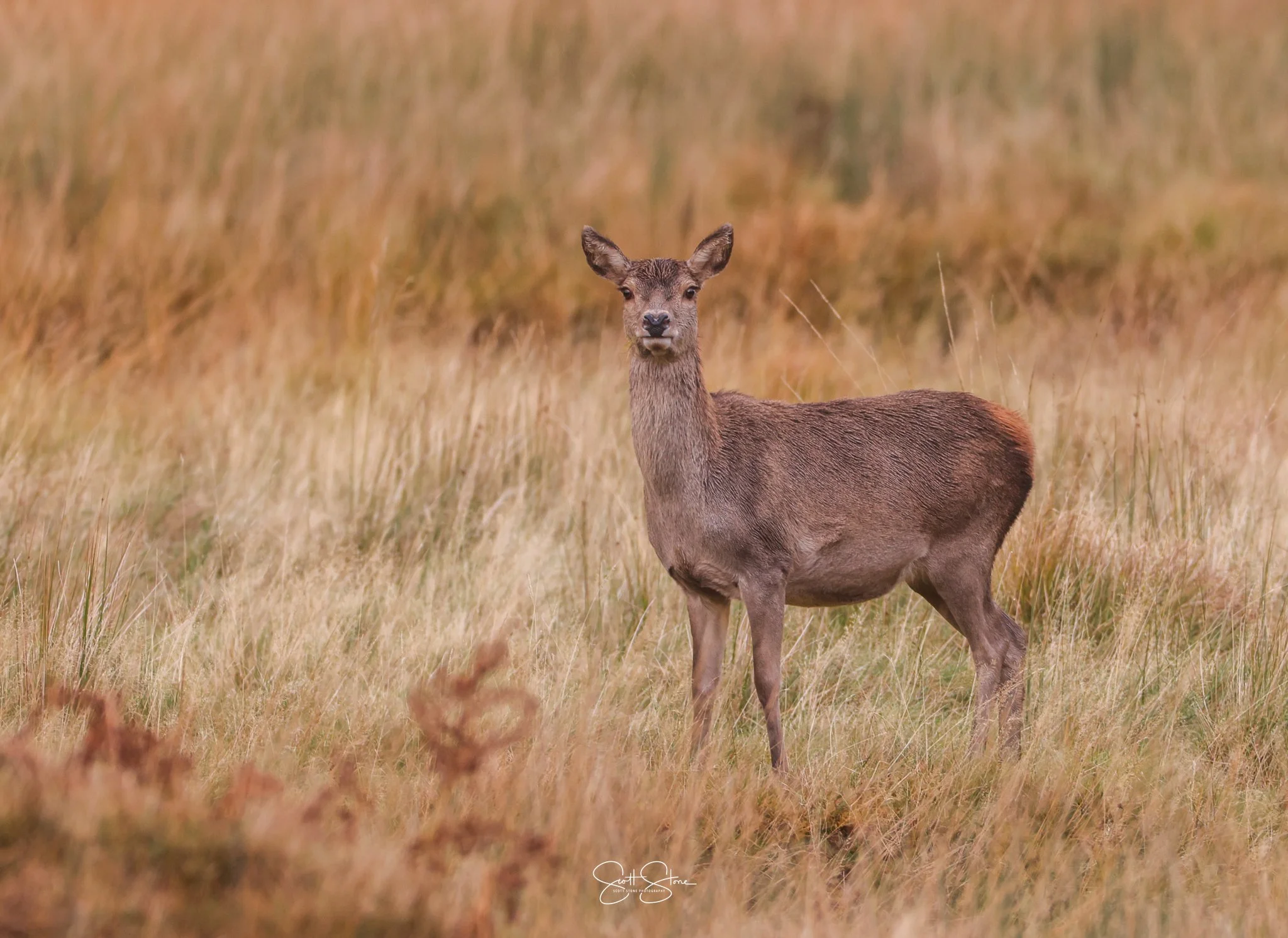 A deer standing in tall, golden grass in a field, looking directly at the camera.