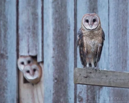 Barn owl perched on a wooden beam with two barn owls peeking through an opening in a weathered wooden structure.