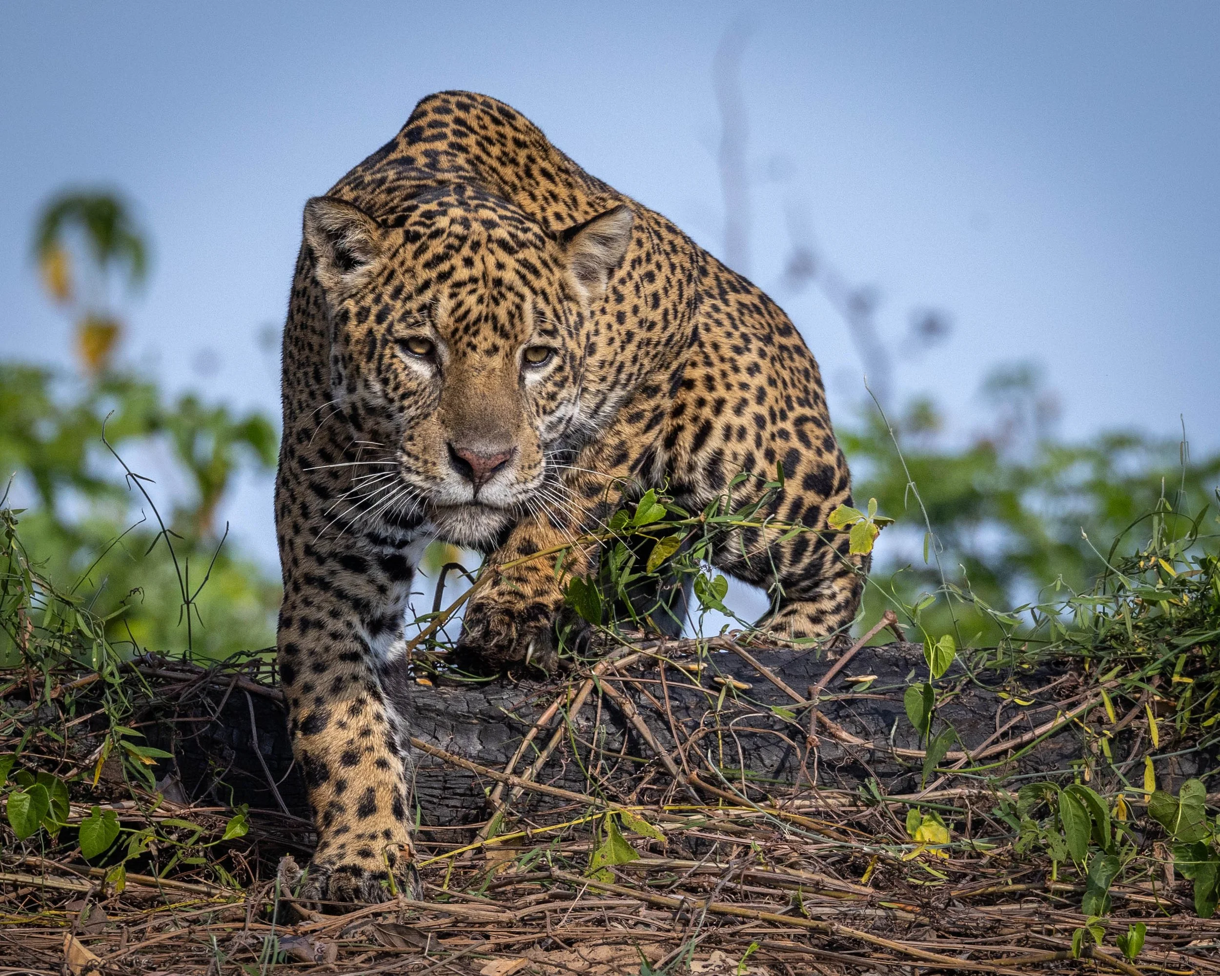 All images courtesy of Dee Webb