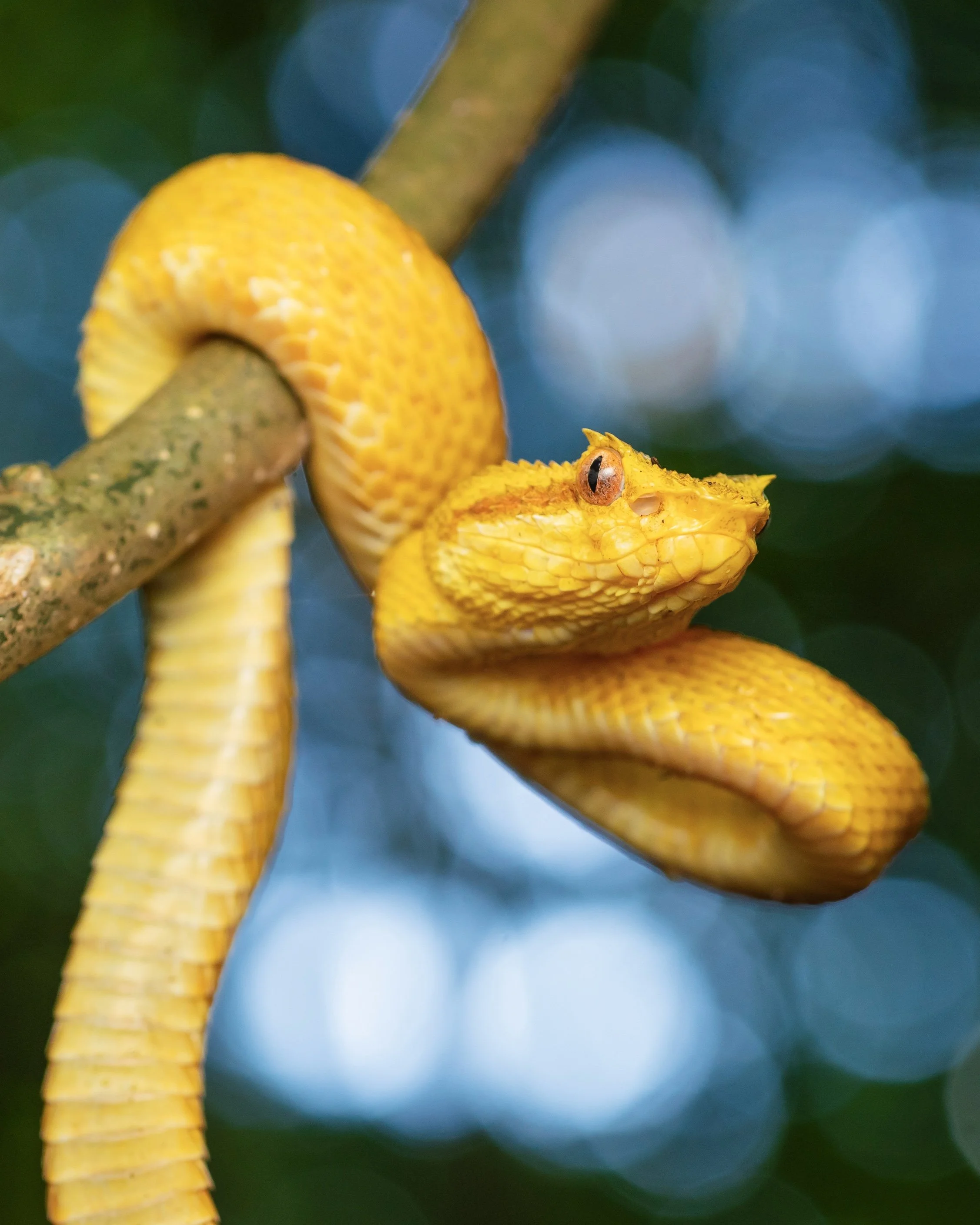 A yellow snake coiled around a tree branch with a small eye, blending into the natural background.