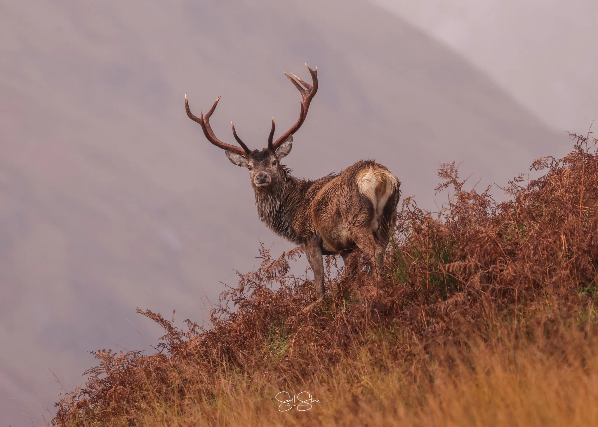 A stag with large antlers standing on a hill covered in brown and orange ferns, with a cloudy sky in the background.