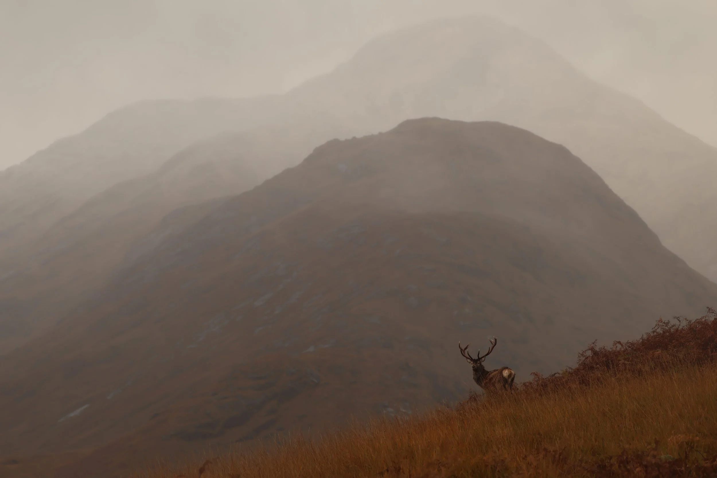 A lone stag with antlers standing on a grassy hillside with a misty mountainous landscape in the background.