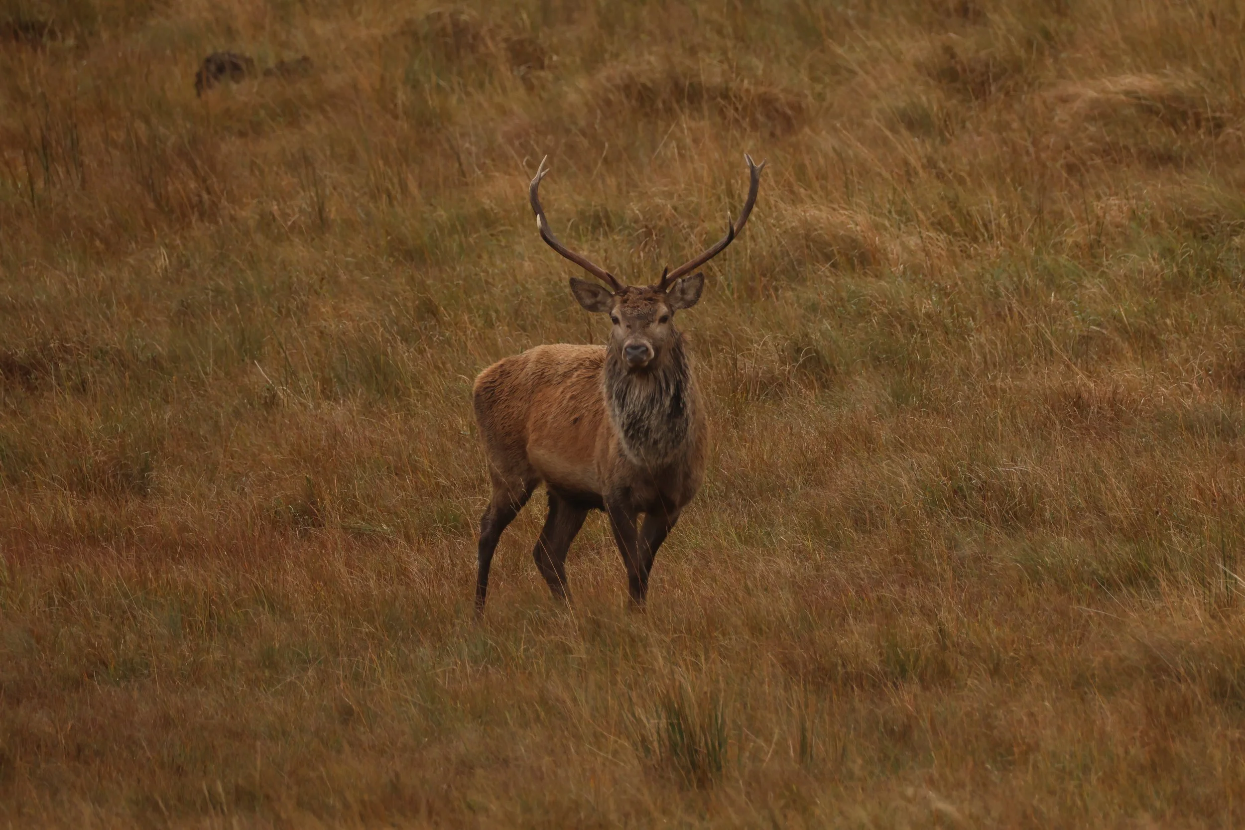 A red deer standing in a grassy field with tall, brown grass.