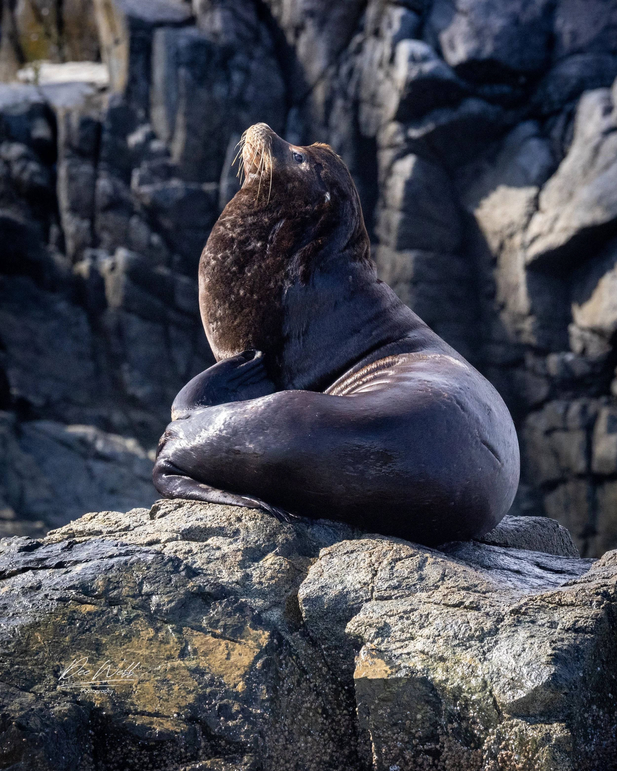 Bamfeild Seals 32.jpg