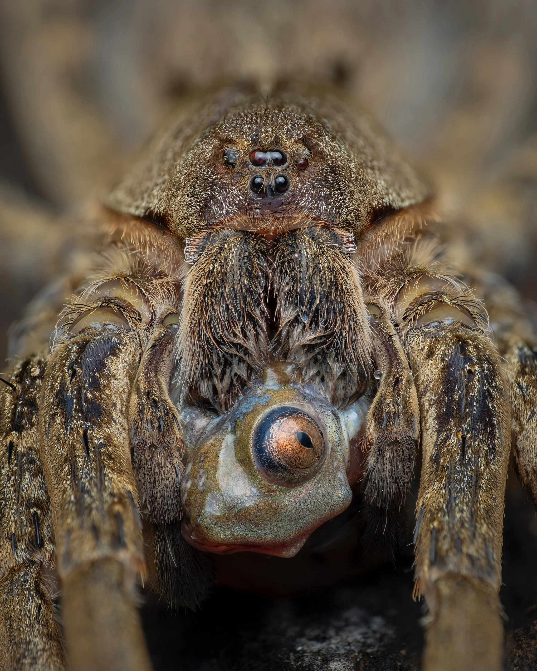 Close-up of a spider holding a small frog in its mouth.