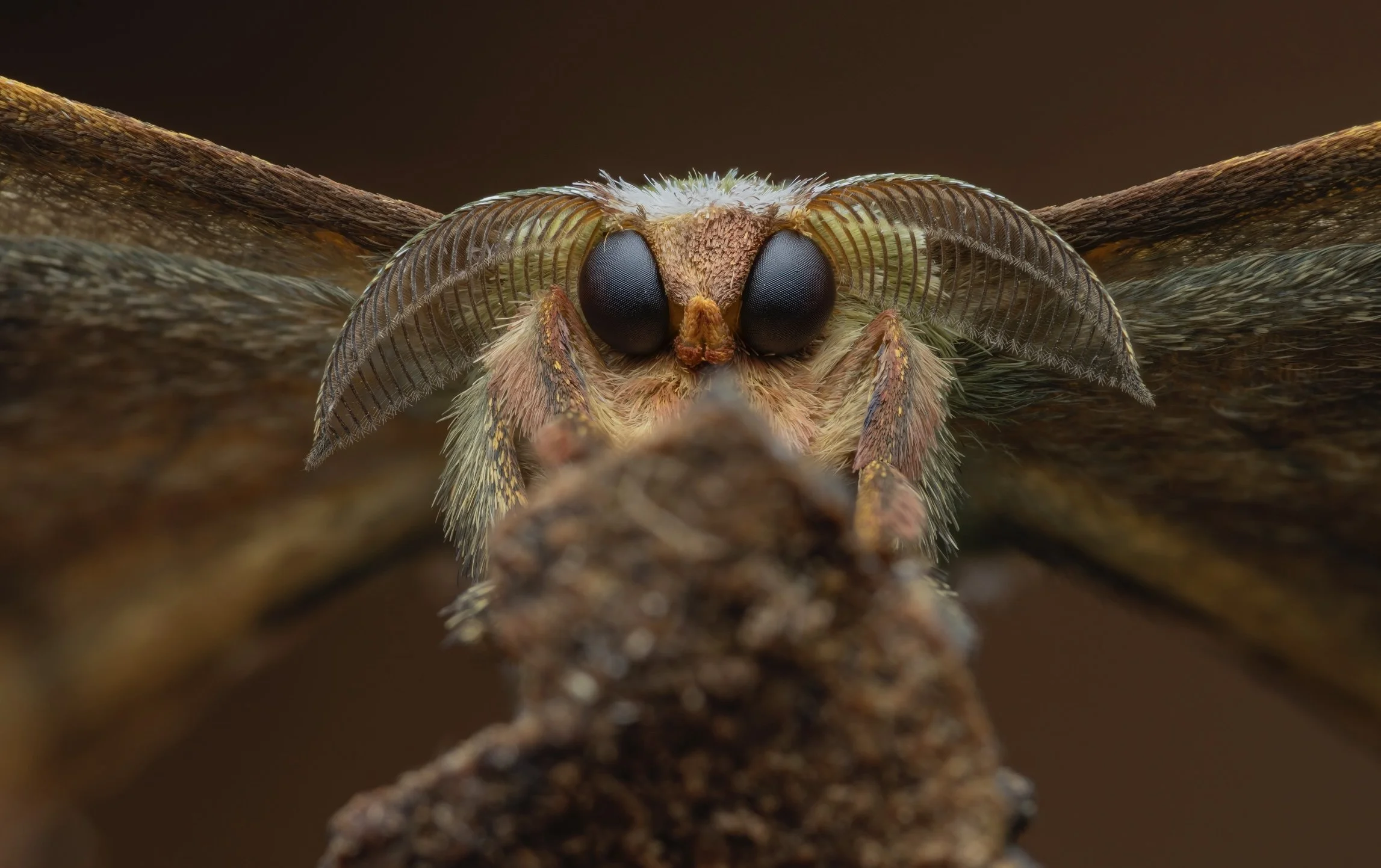 Close-up of a flying insect, showing its large compound eyes, antennae, and detailed wings.