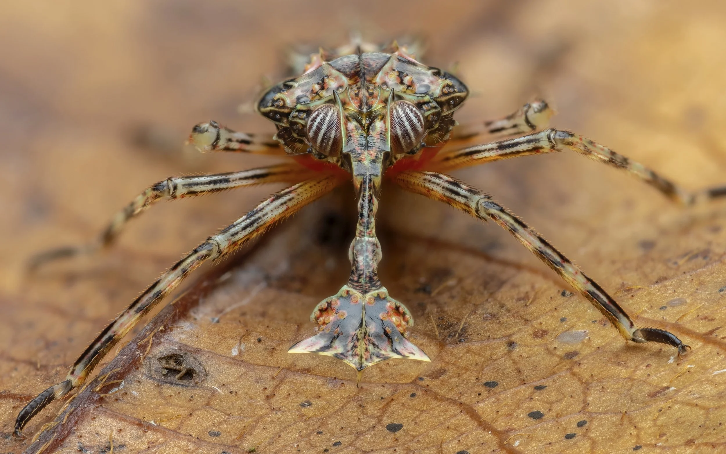 Close-up of a spider feeding on a small insect on a brown leaf.