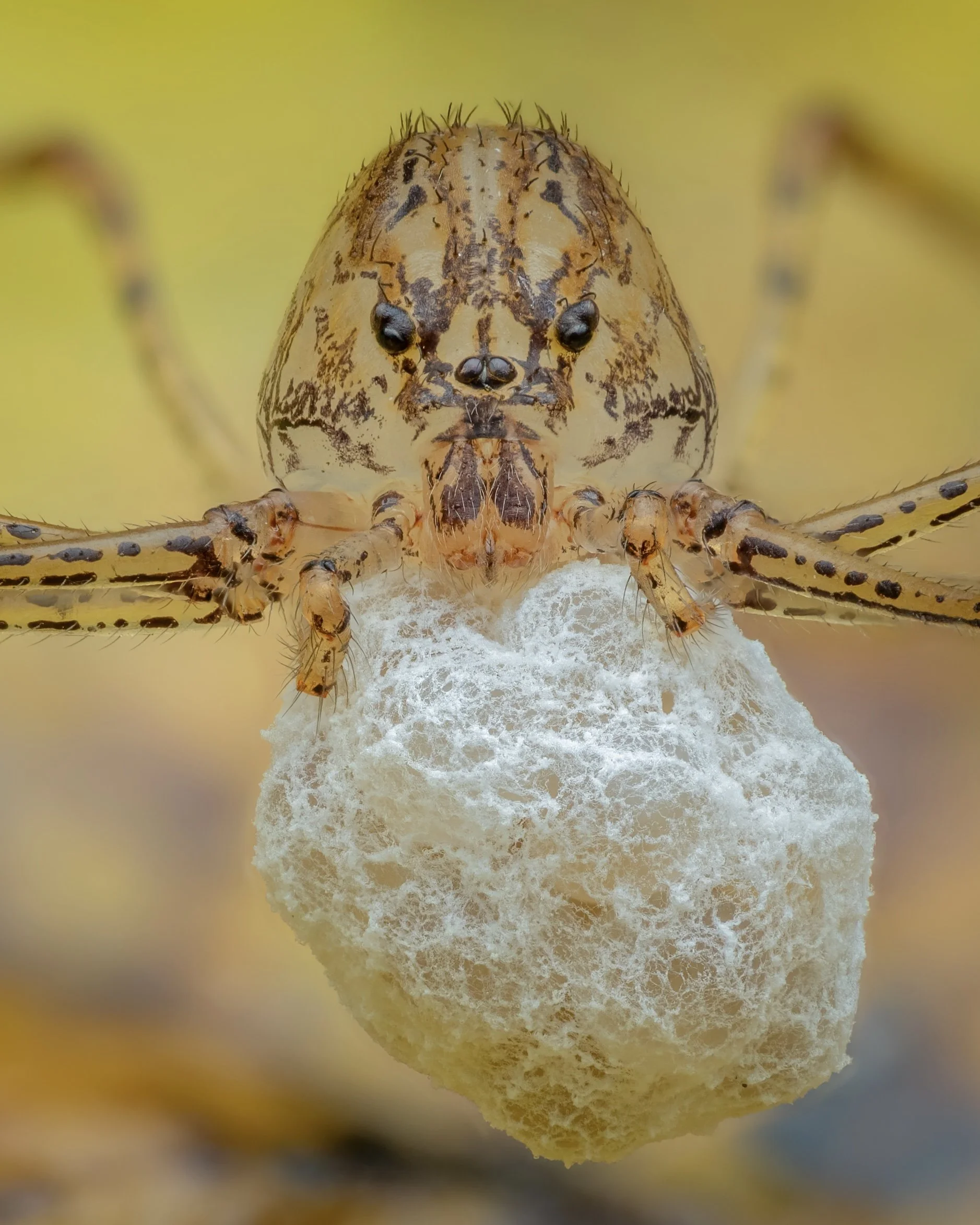 Close-up of a spider with yellow and black markings, holding a white egg sac.