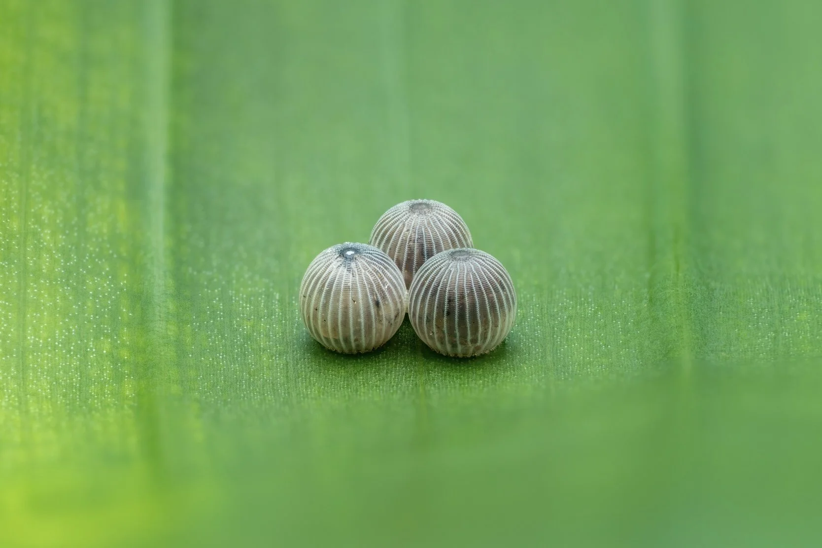 Four seashells on green grass.