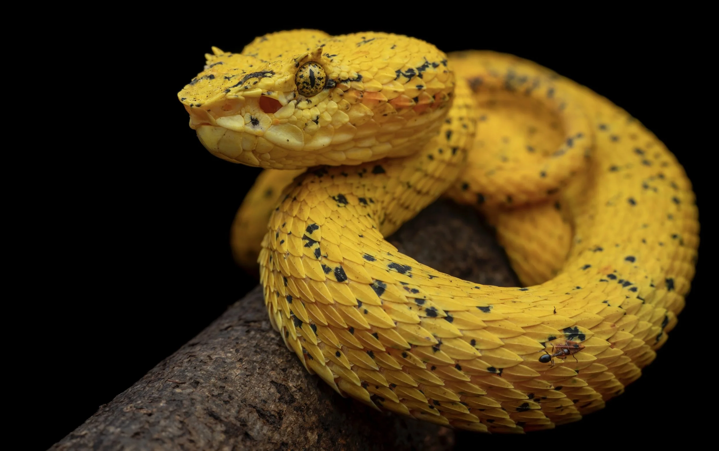 A coiled yellow snake with black markings on a branch, with a small insect on its body, and black background.