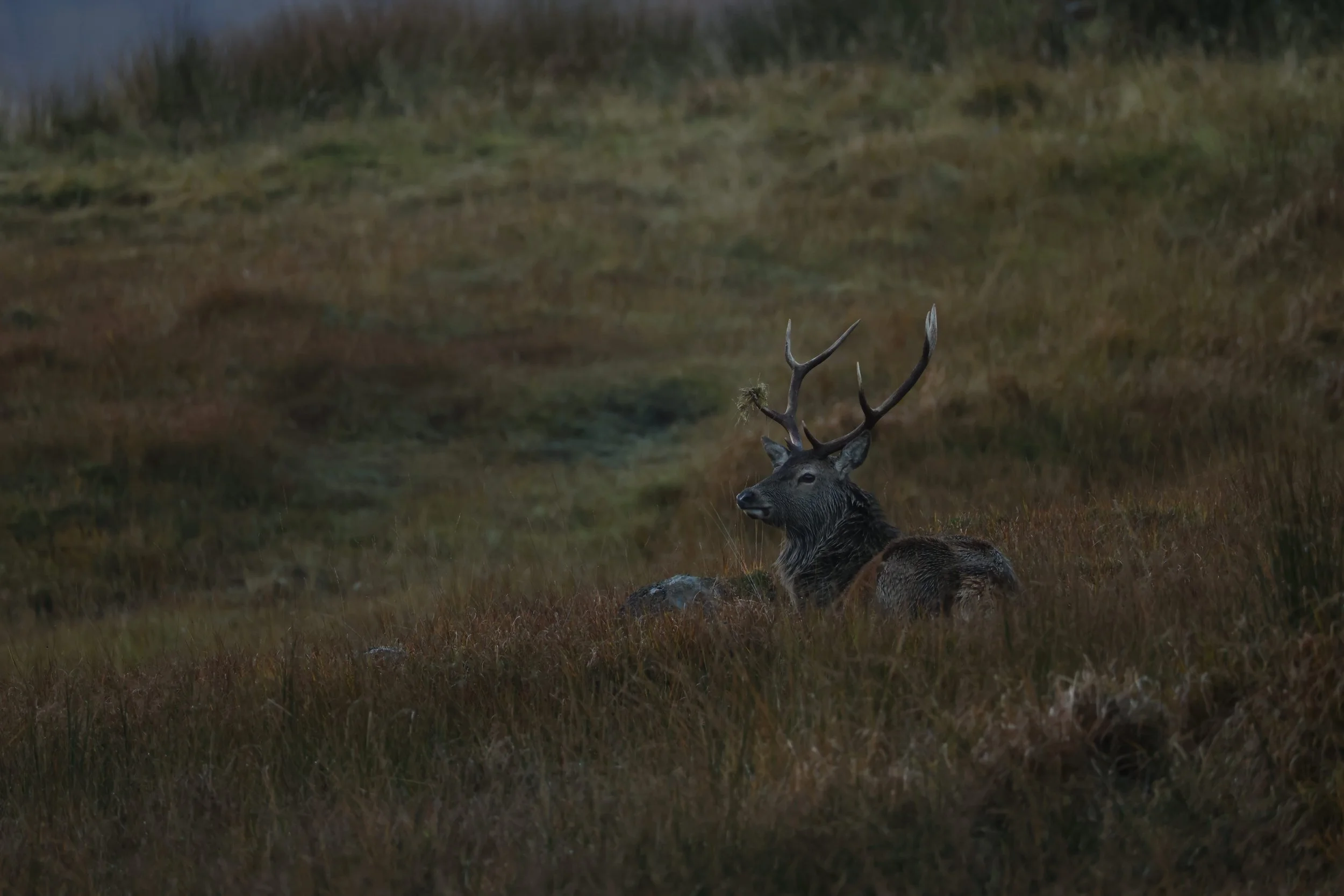 A majestic deer with large antlers resting in a grassy landscape.