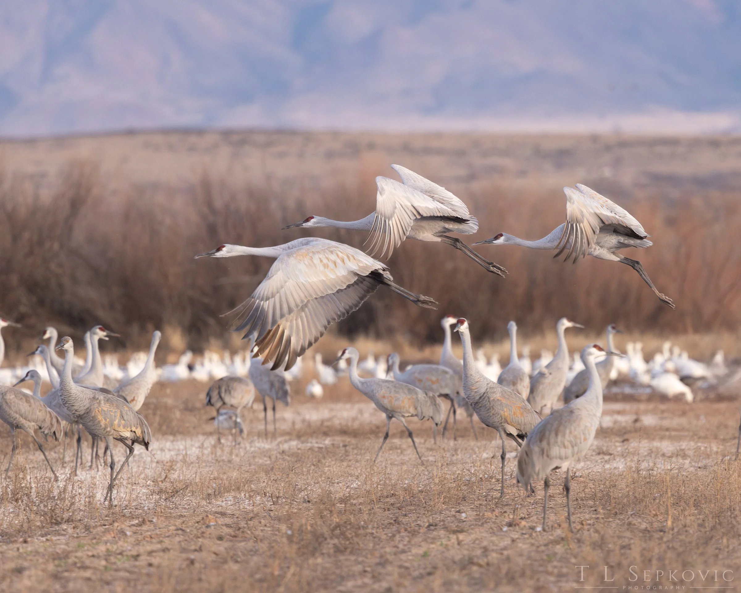 7W0A6225-a(web) - Copy.jpg