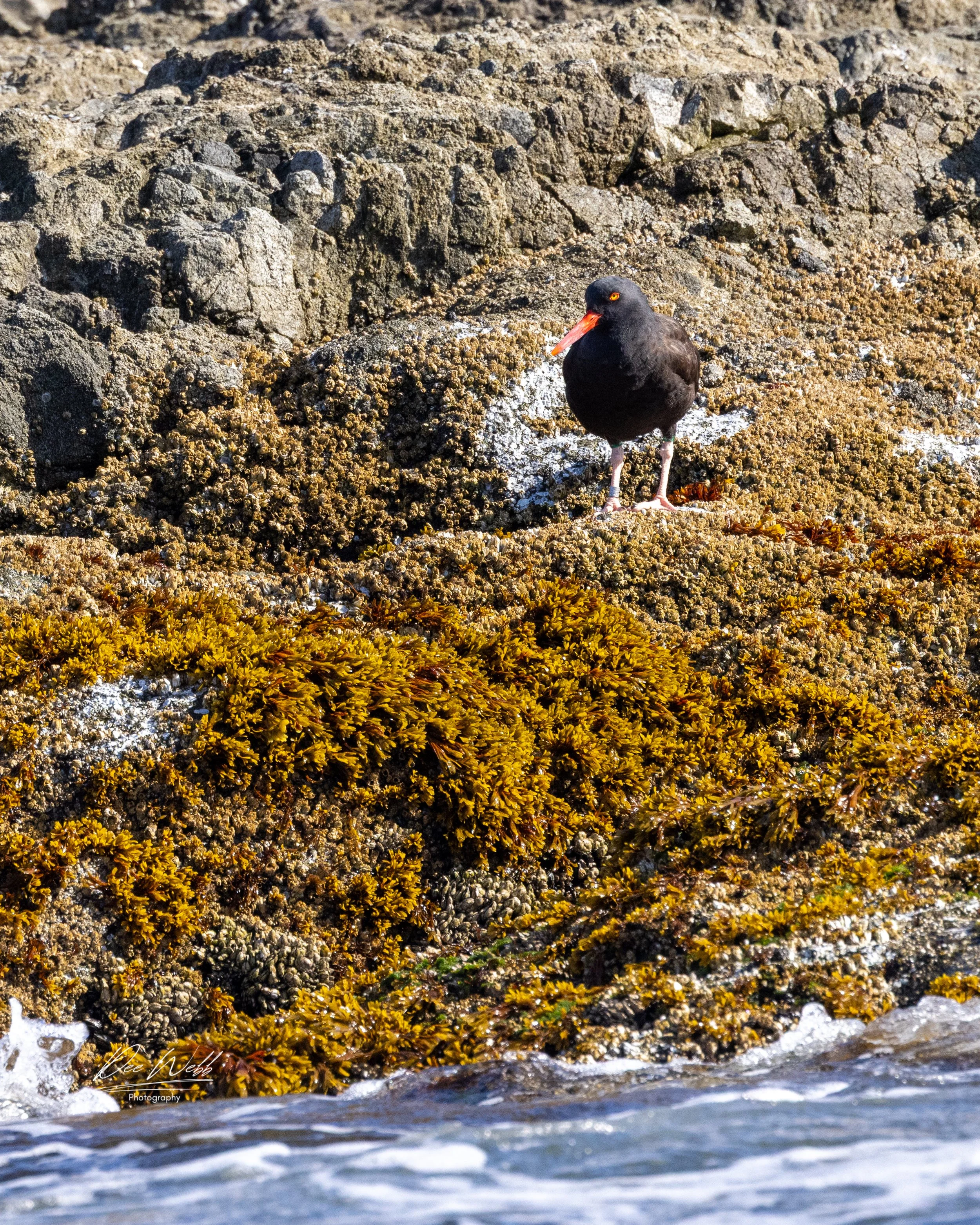 Bamfeild Birds 20.jpg