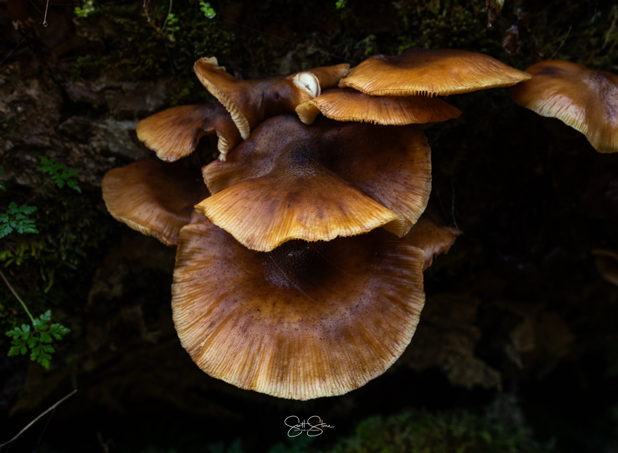 Cluster of brown mushrooms growing on a tree trunk in a forest.