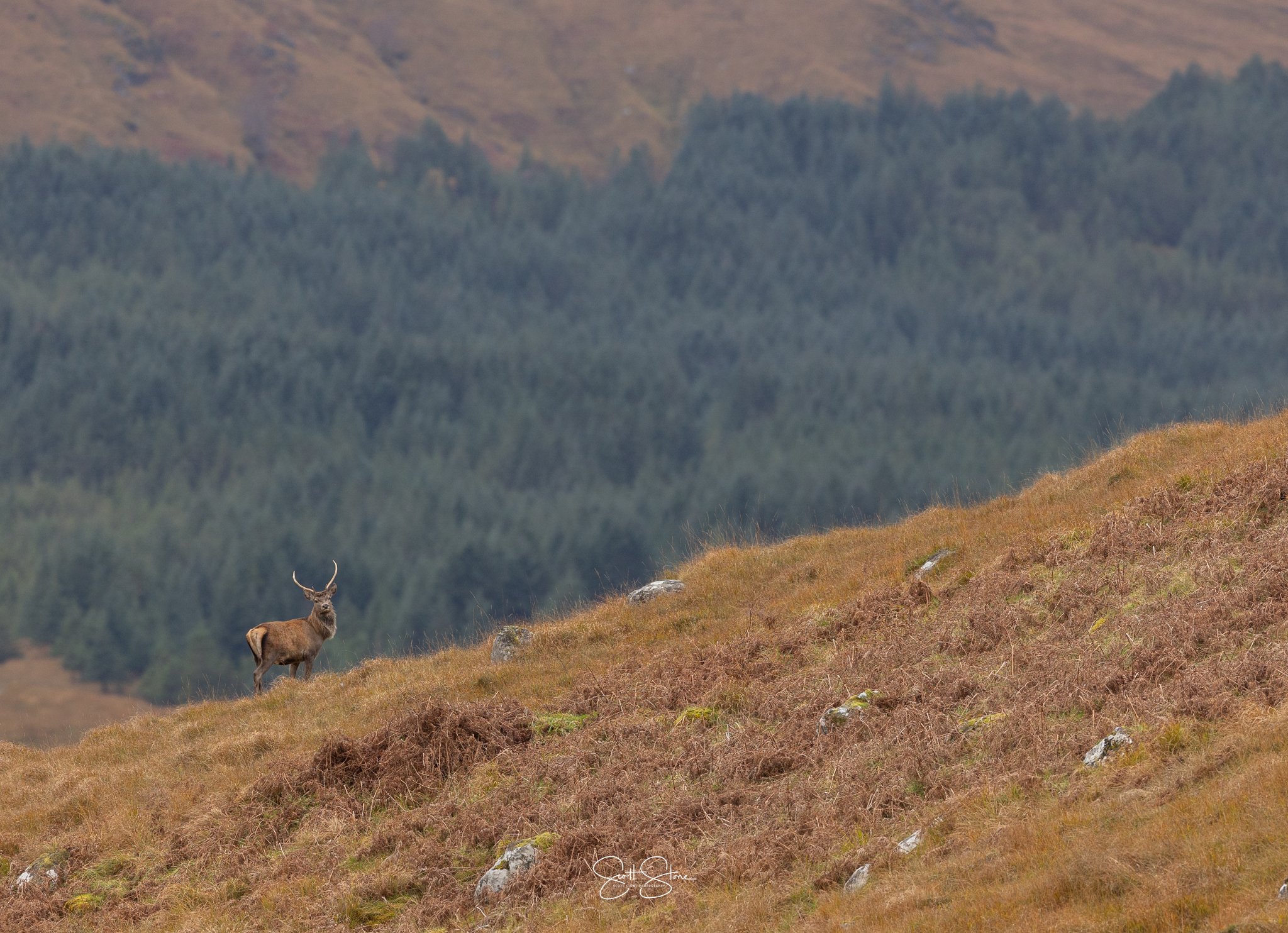 A deer with antlers standing on a grassy hillside with trees and mountains in the background.