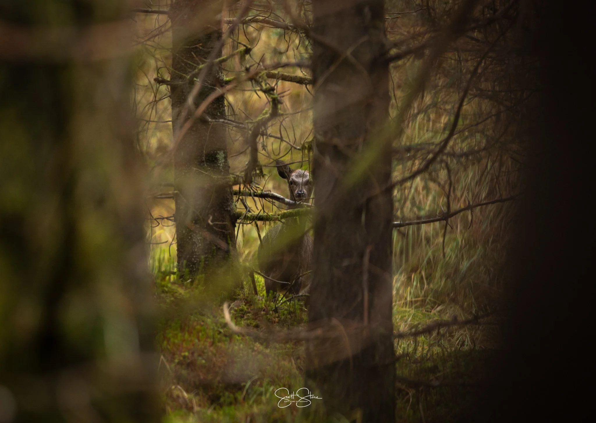 A deer peering through a dense forest with tall trees and foliage.