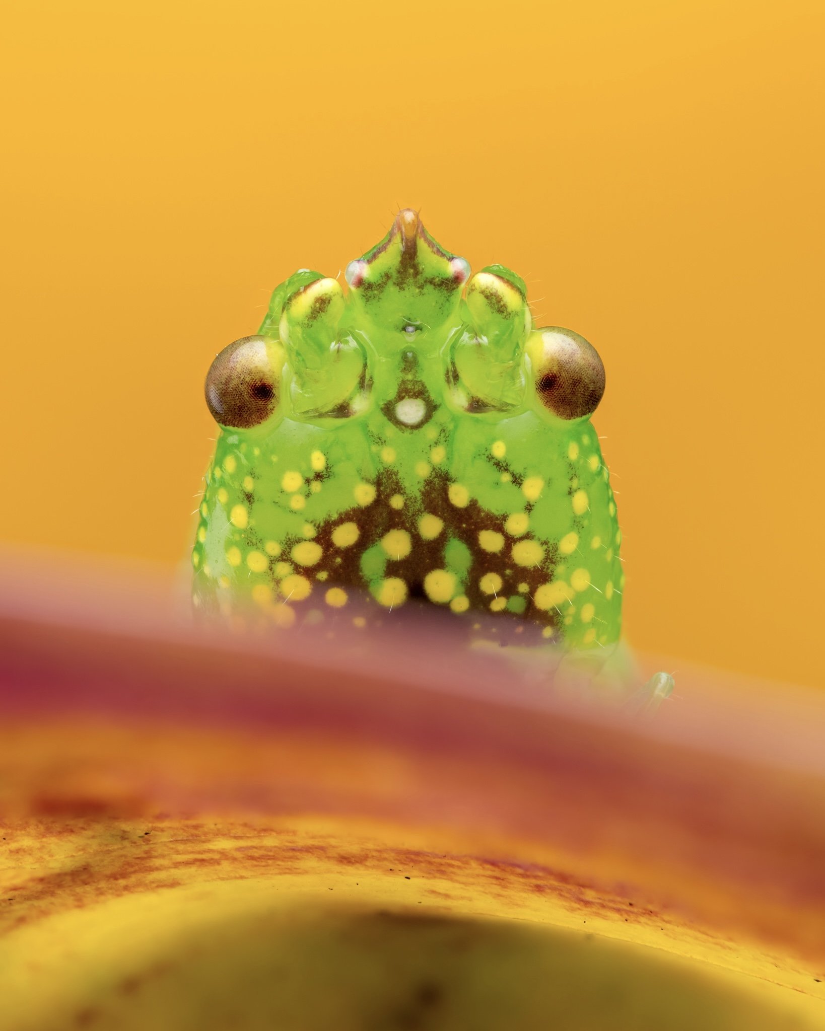 Close-up view of a green caterpillar with yellow and black markings on an orange surface.