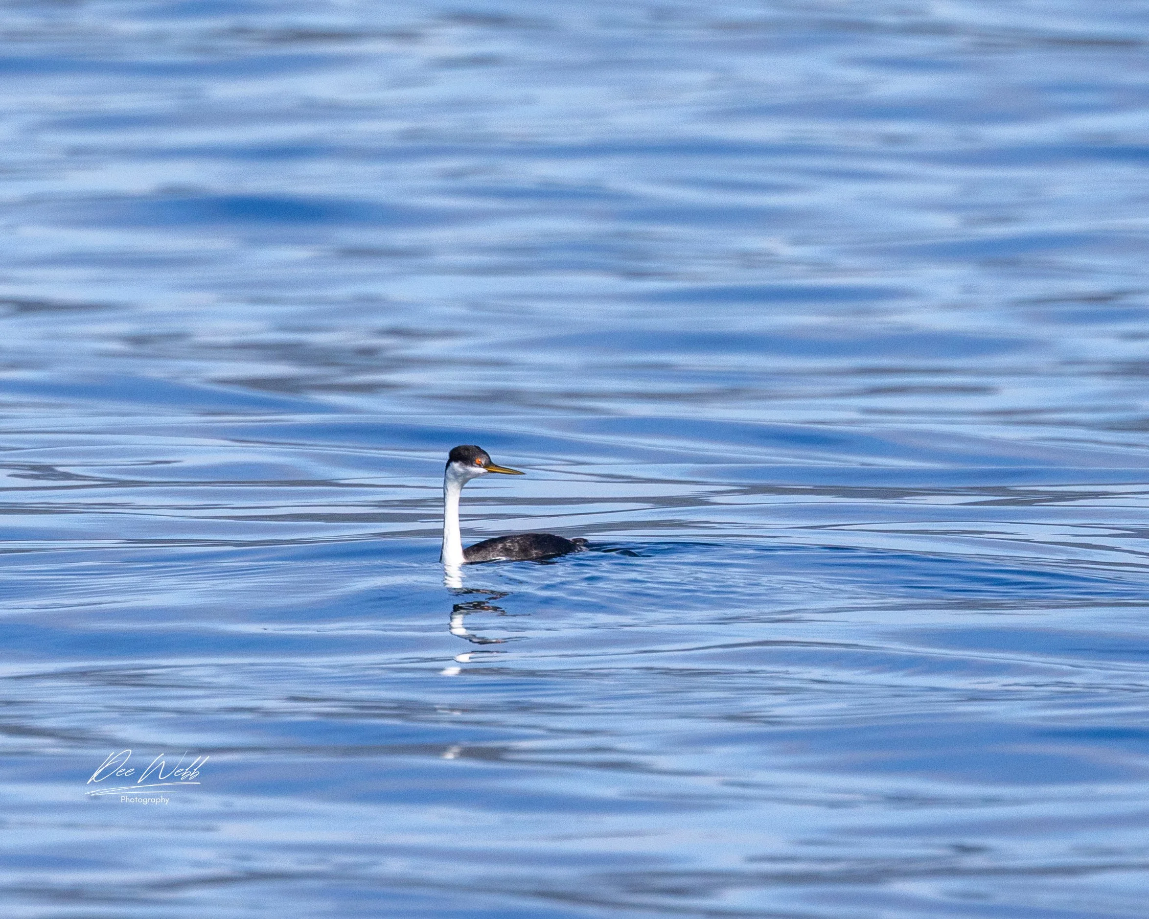 Bamfeild Birds 30.jpg