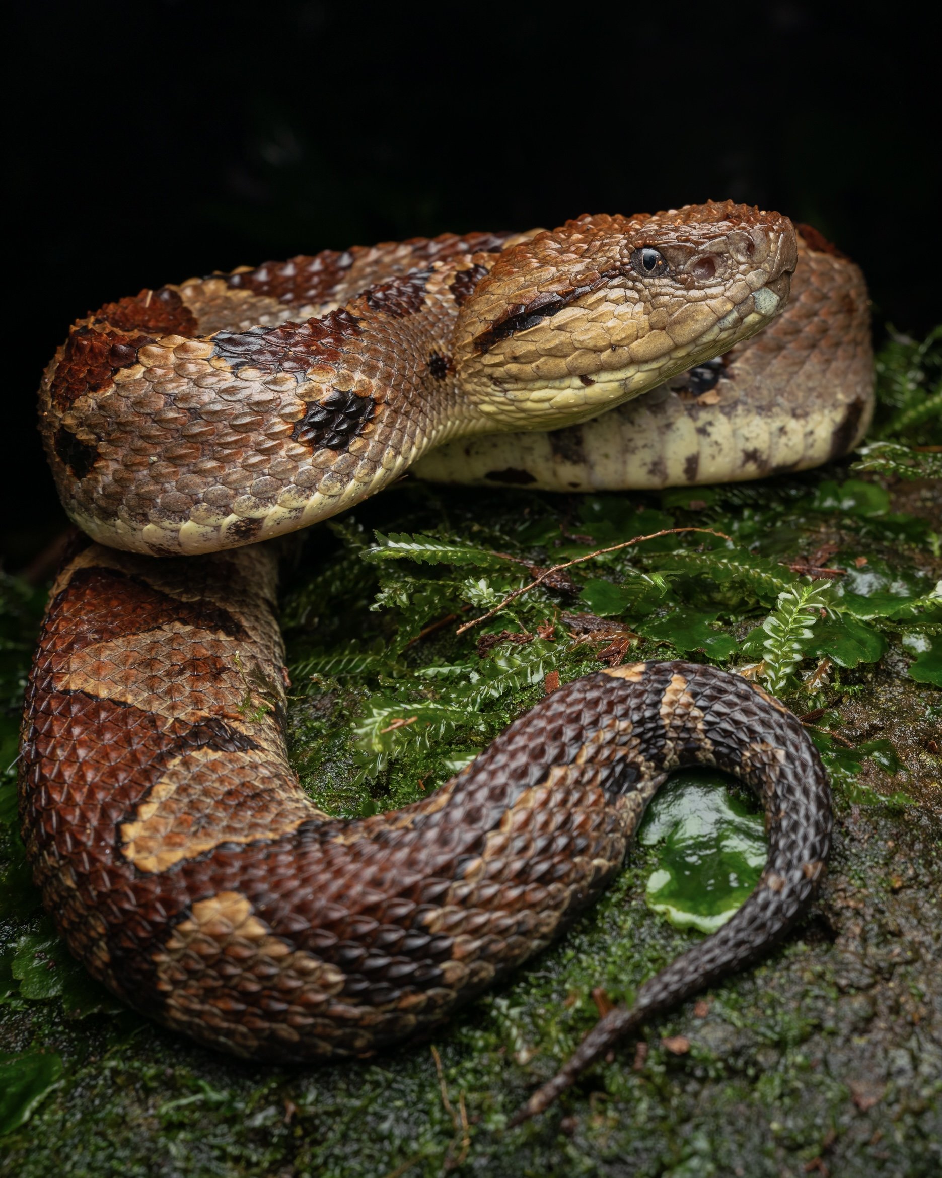 _DSC1643-Edit-2.jpg