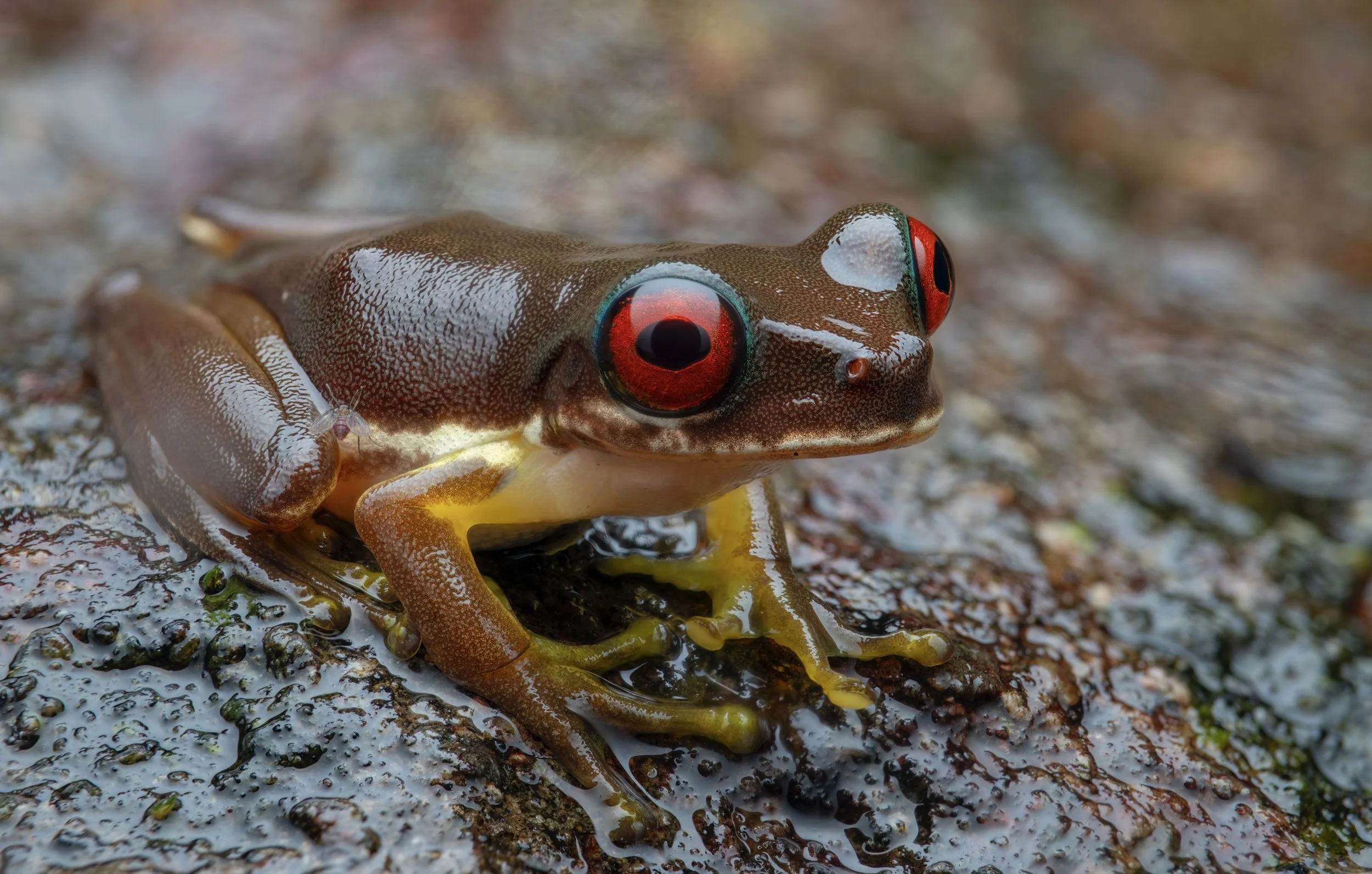 Close-up of a red-eyed frog on wet rocks with shiny, moist skin.