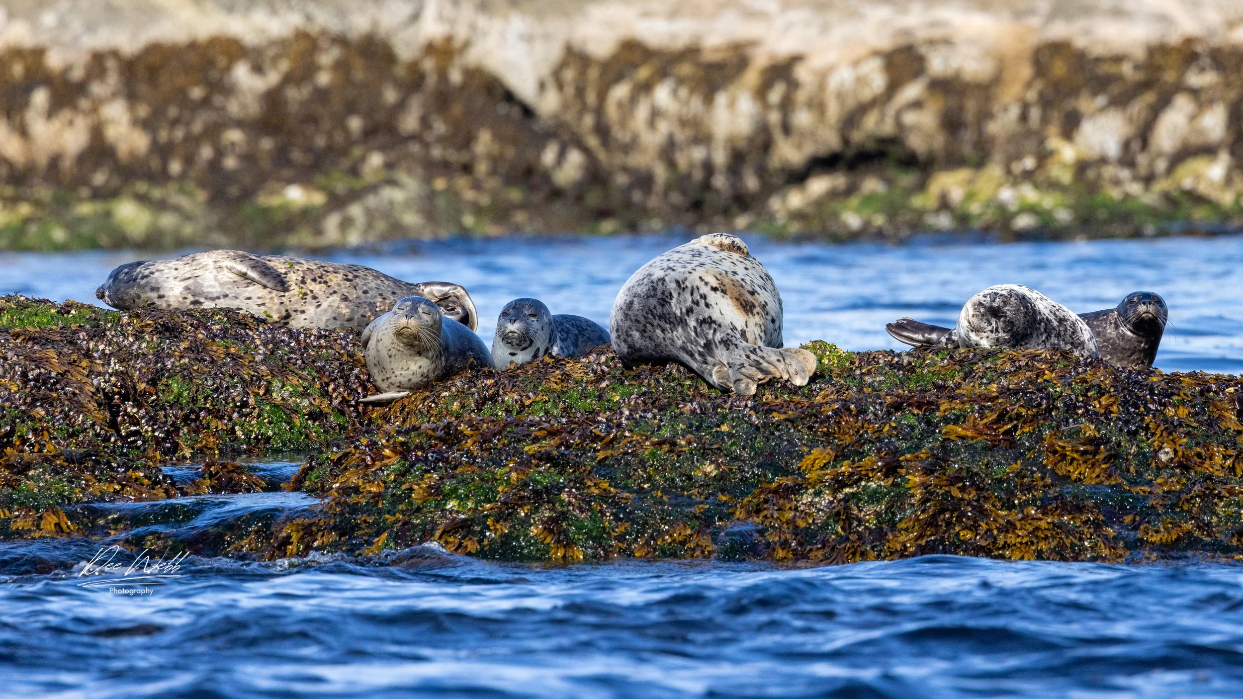 Bamfeild Starfish Seal 9.jpg