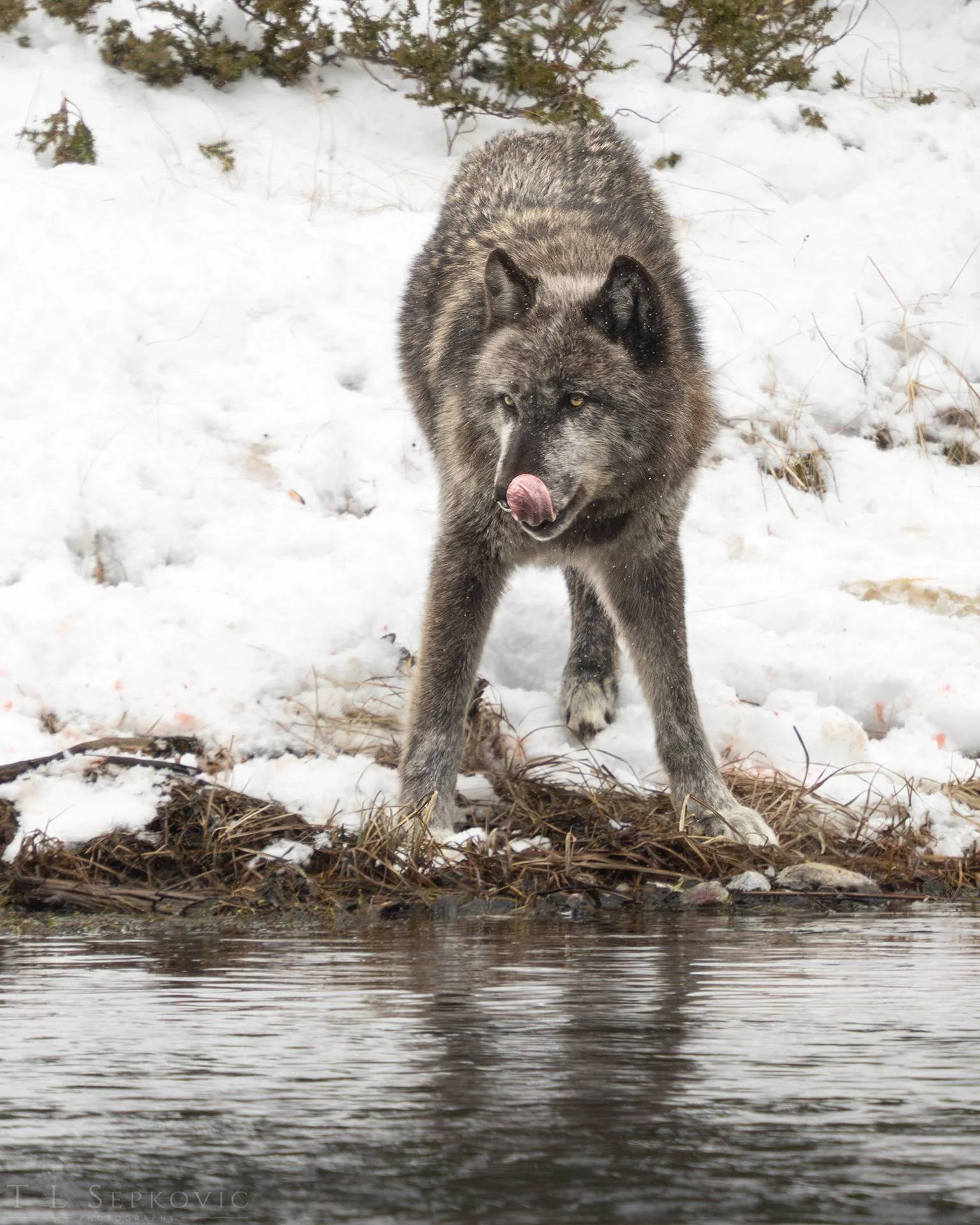 yellowstone wolf 3.jpg