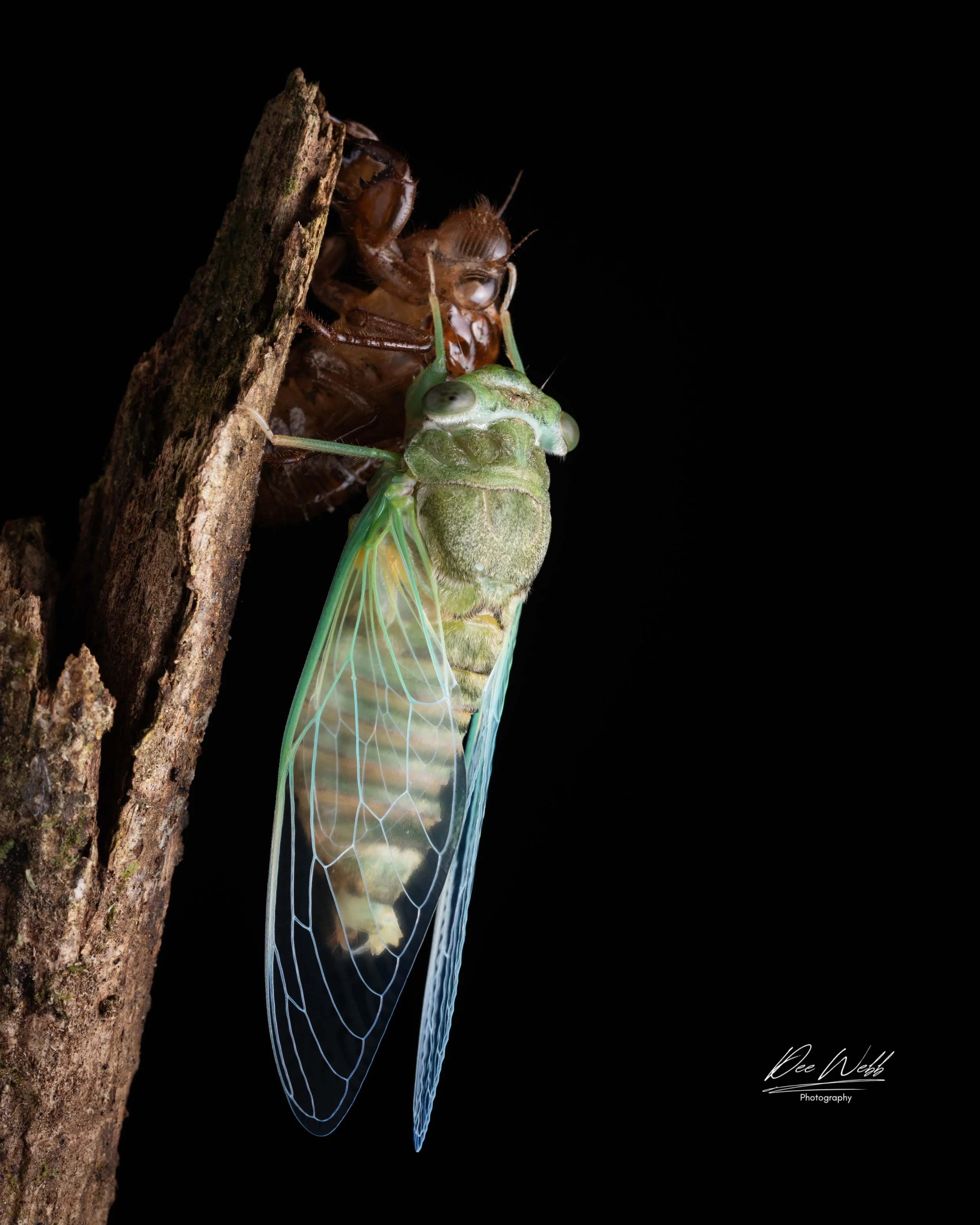 Close-up of a newly emerged green cicada from its dark brown exoskeleton on a tree branch against a black background.