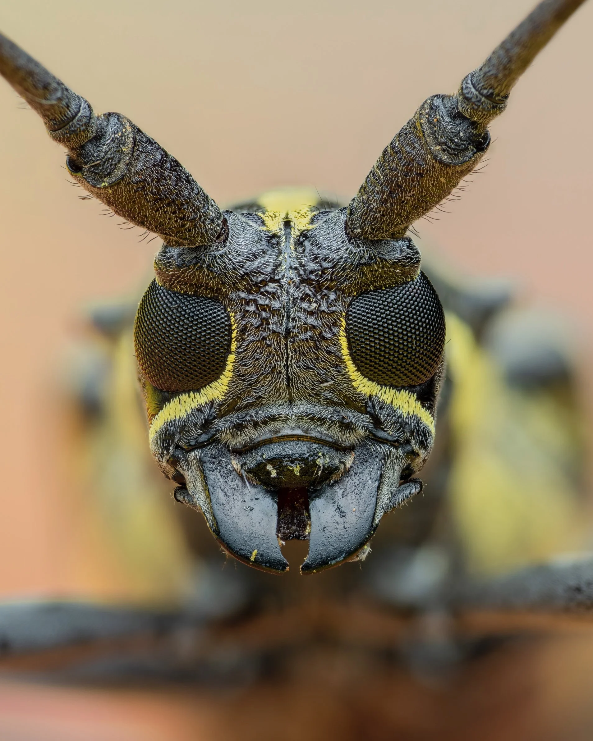 Close-up of a beetle's face showing detailed eyes, antennae, and mouthparts.