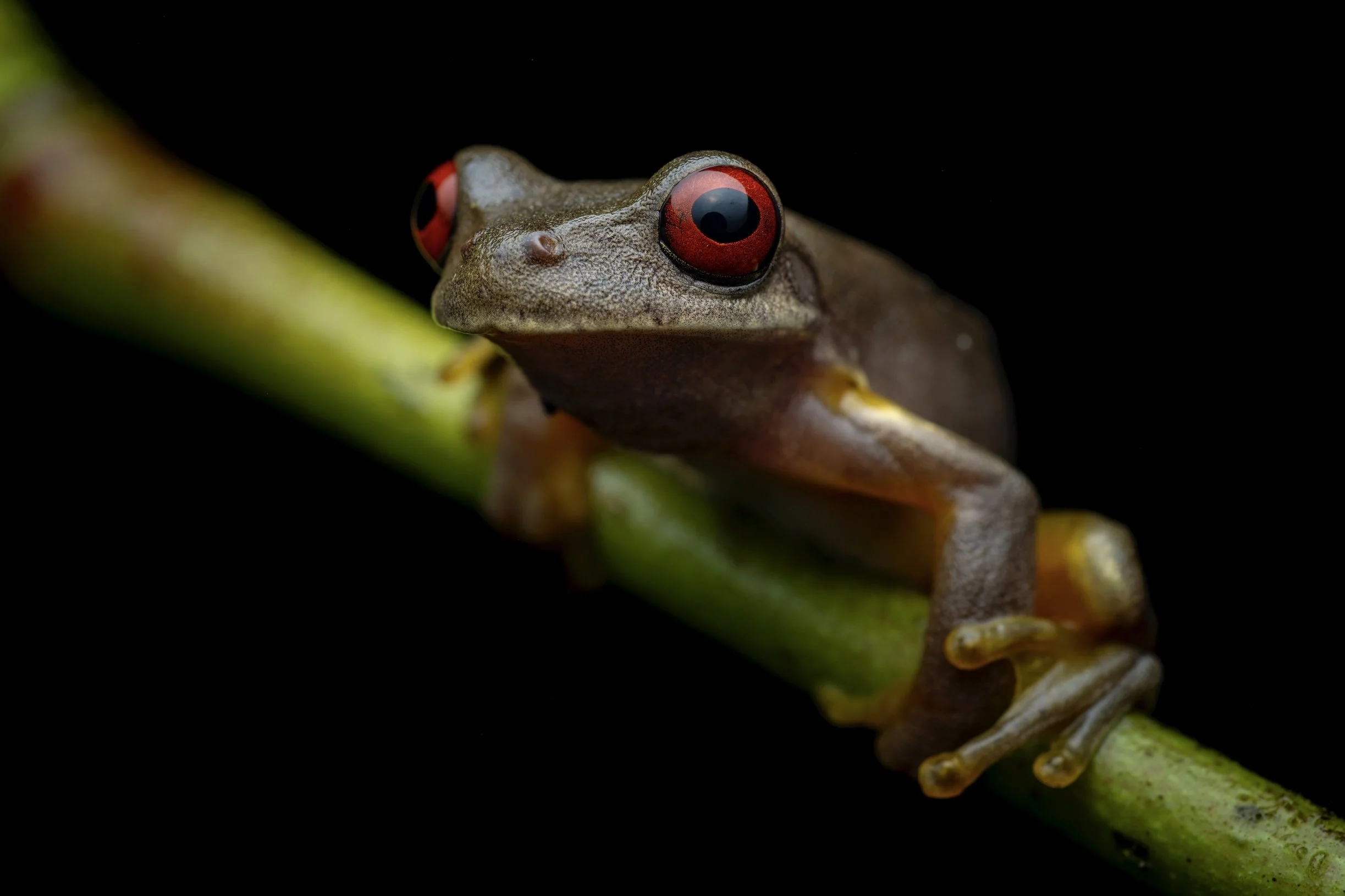 A close-up of a brown frog with red eyes perched on a green plant stem against a black background.