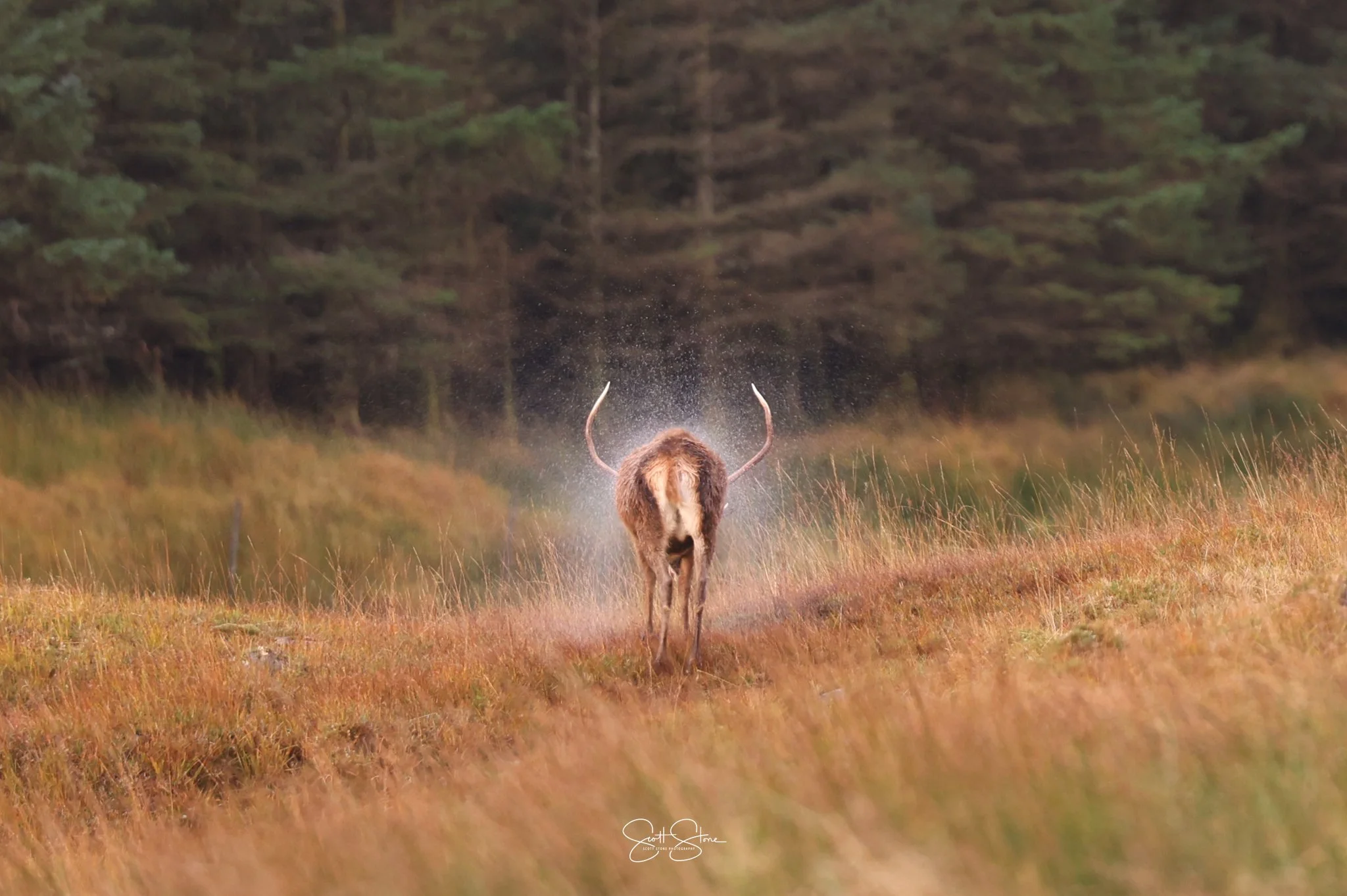 A reindeer walking away on a grassy trail in a forested area.