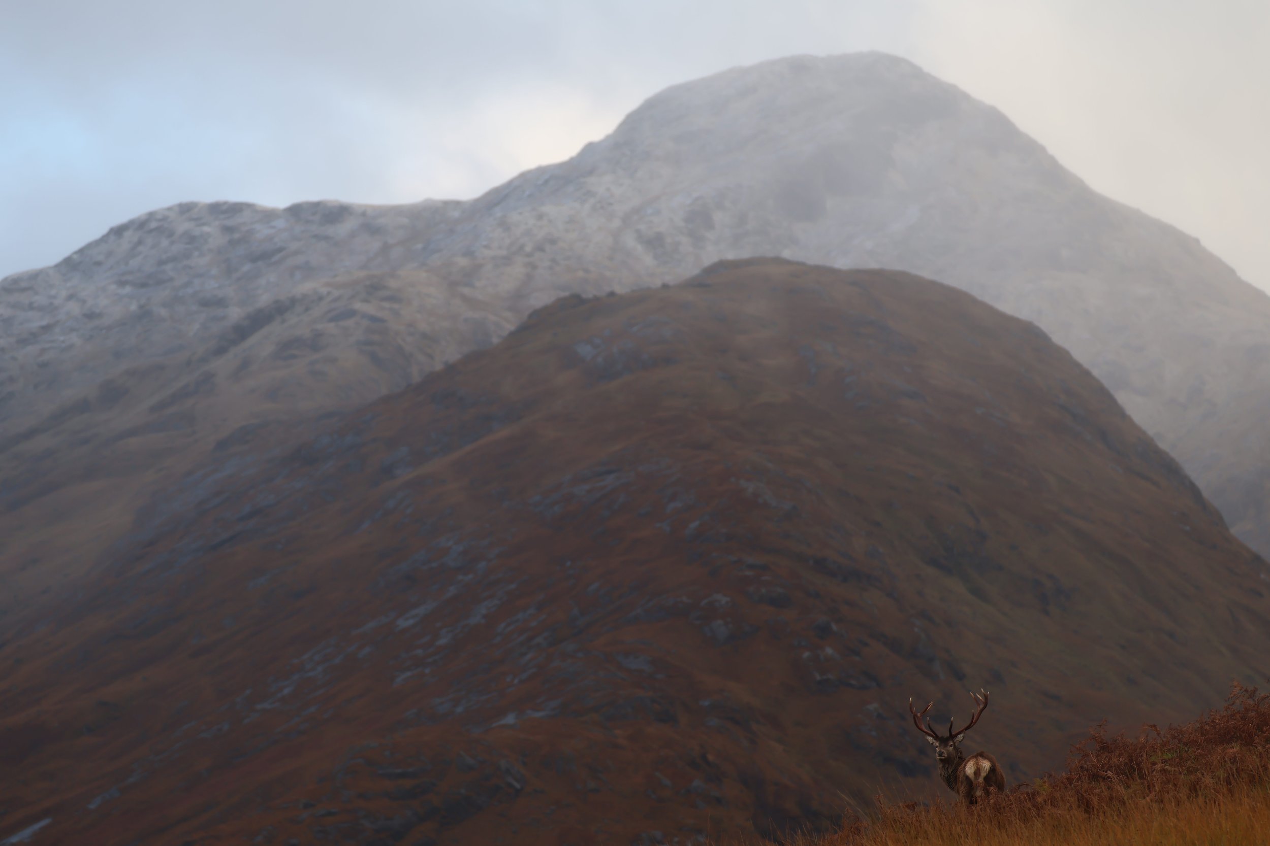 A lone stag standing in front of a mountainous landscape with misty peaks, brown and gray terrain, and a cloudy sky.
