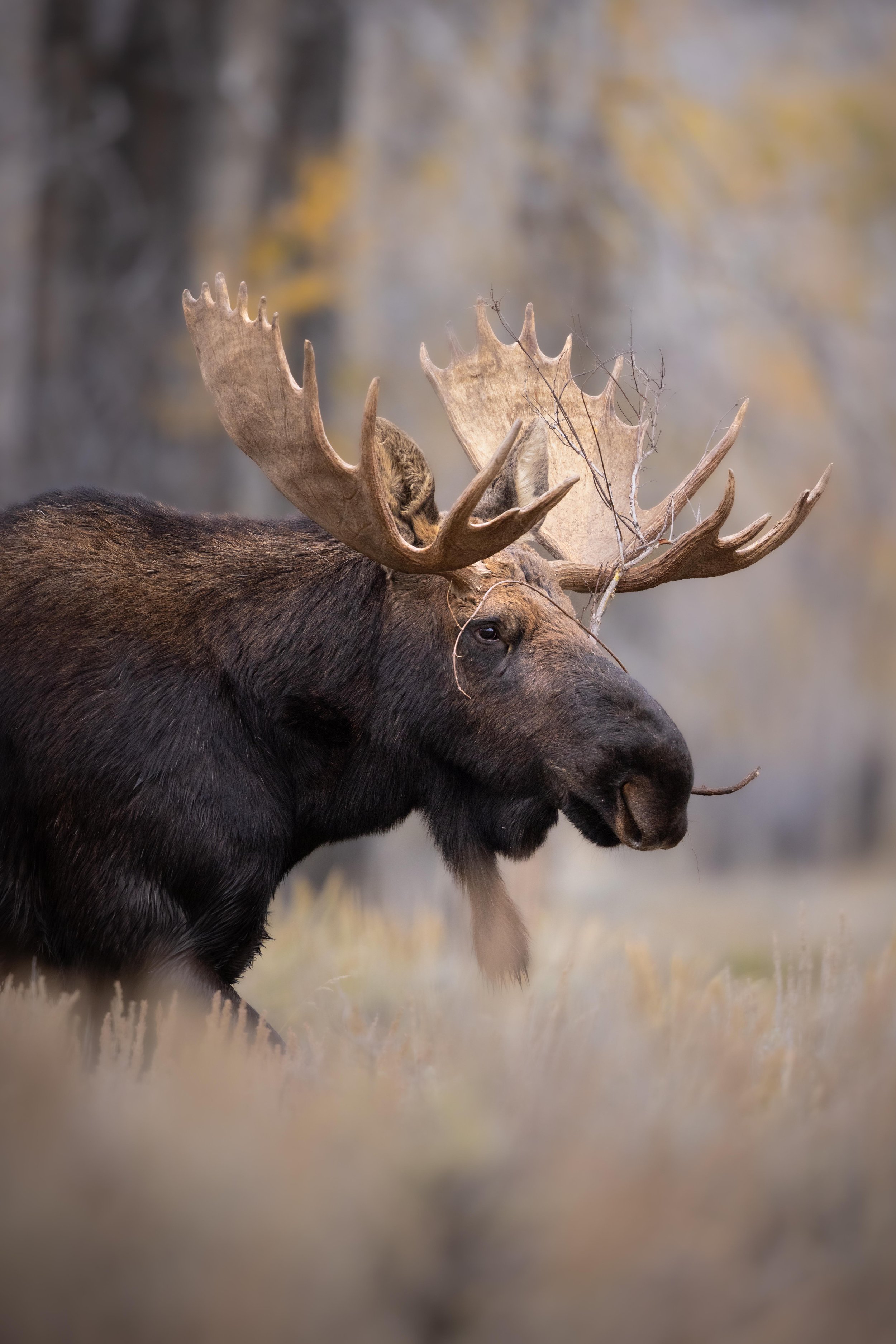A large moose with antlers standing in a grassy field with mountains in the background
