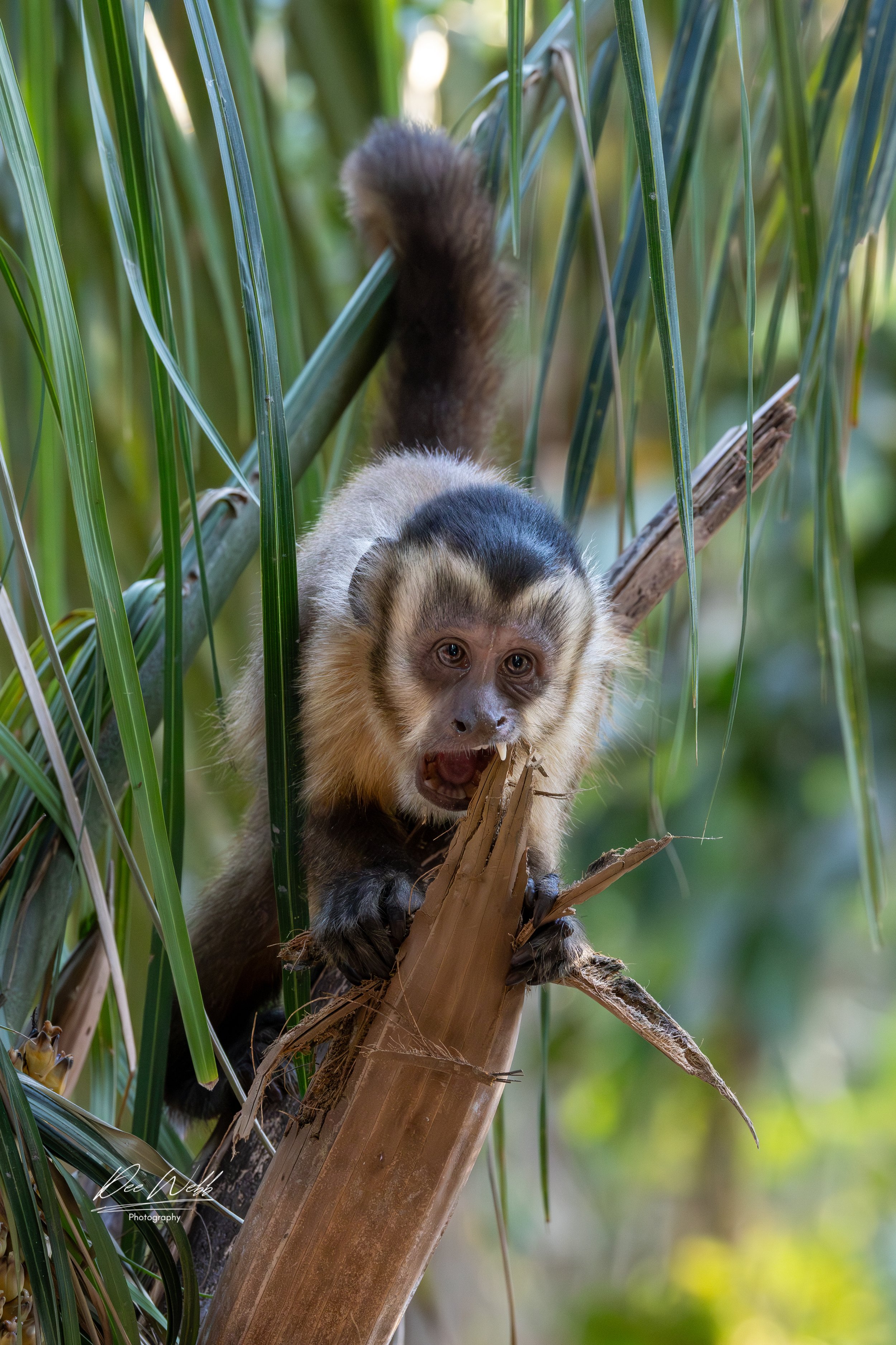 Capuchin Chewing.jpg