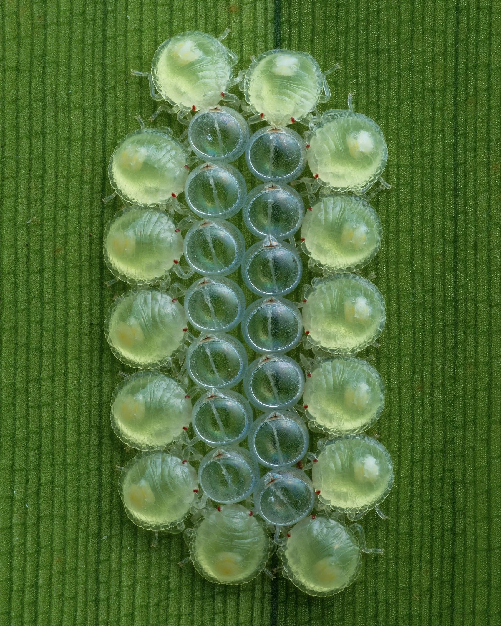 Close-up of a cluster of transparent insect eggs on a green textured background.