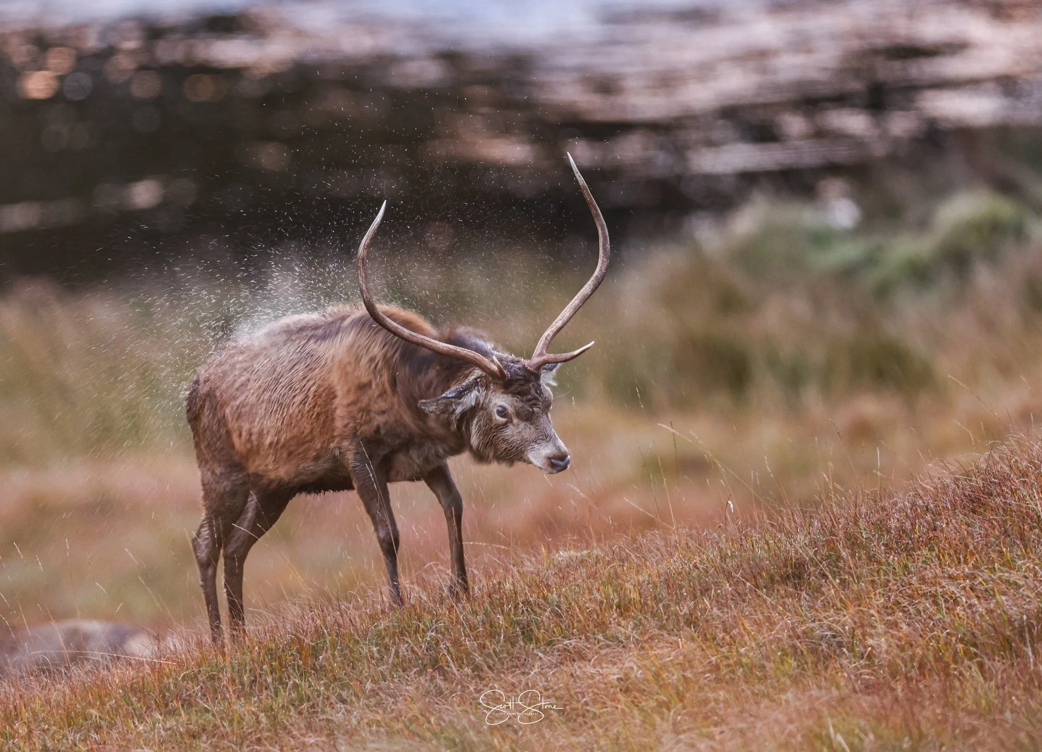 A moose with large, curved antlers walking through a grassy area with blurred background.
