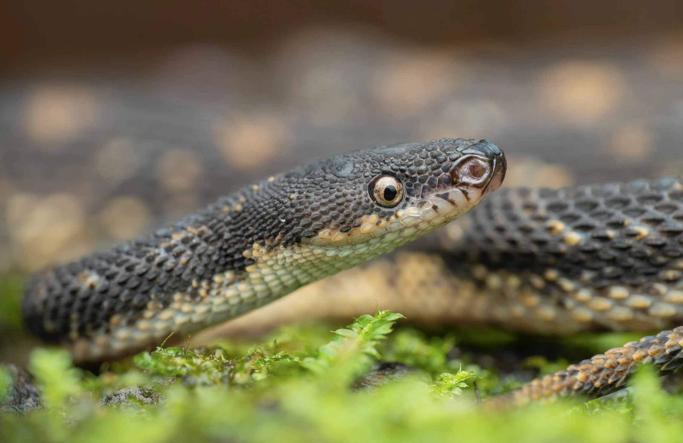 Close-up of a black and brown snake with textured scales on a bed of green moss.
