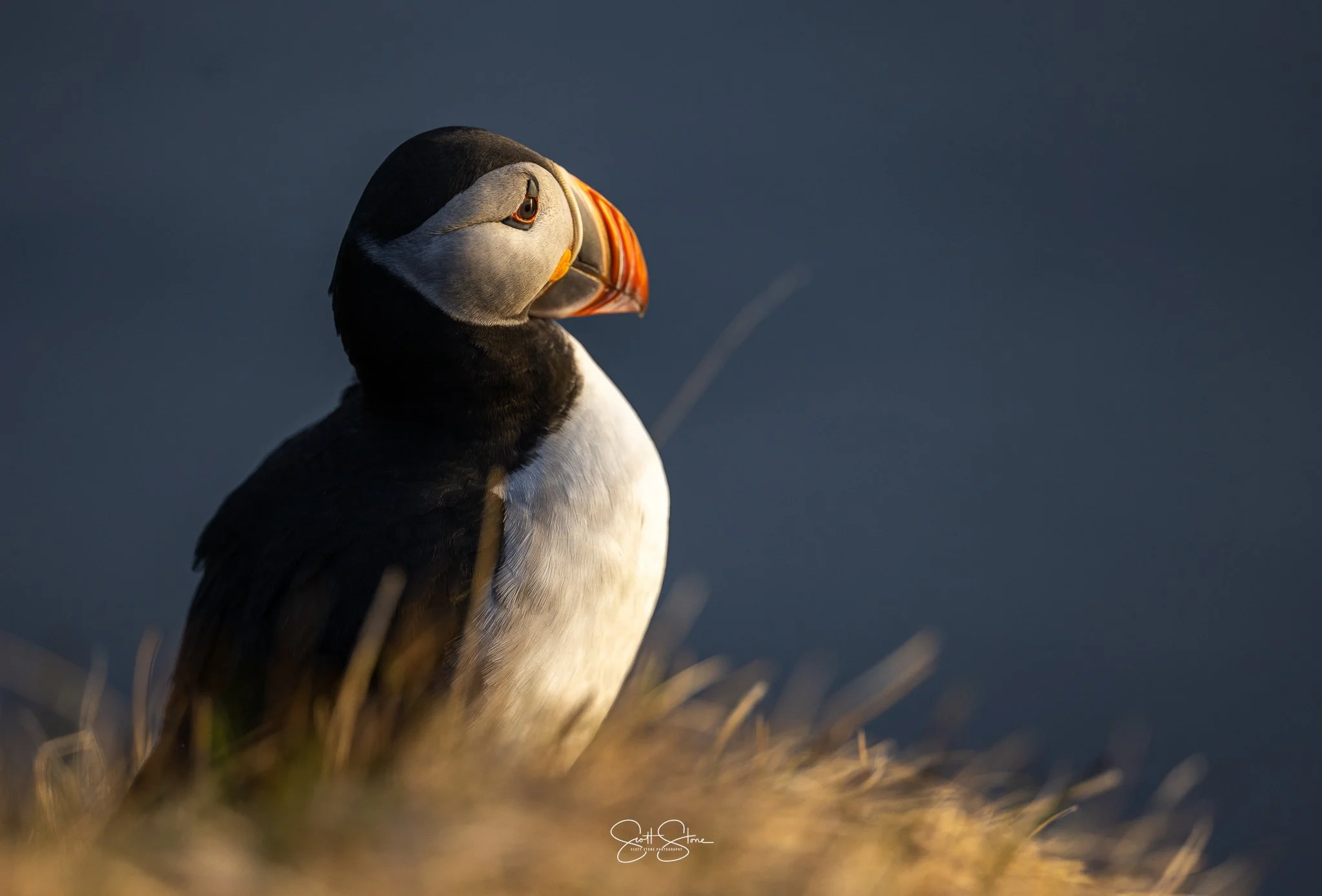 puffin.jpeg