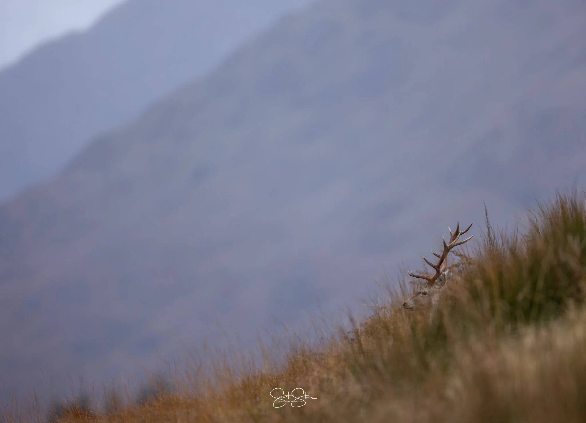 A lone deer with antlers standing in tall grass, with mountains in the background and a cloudy sky.
