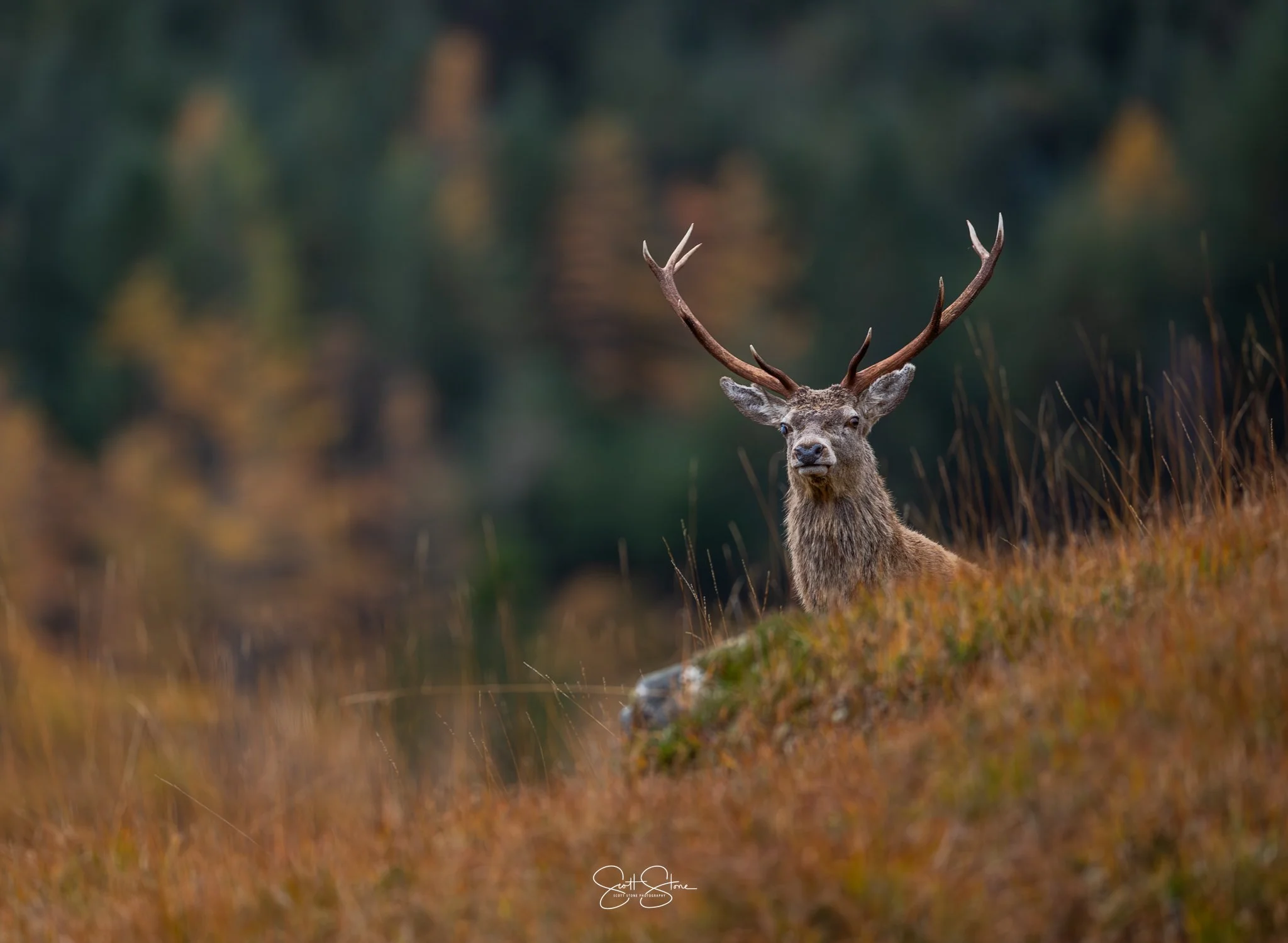 A majestic deer with large antlers standing on a hillside covered in orange and green grass, with a blurred forest background.