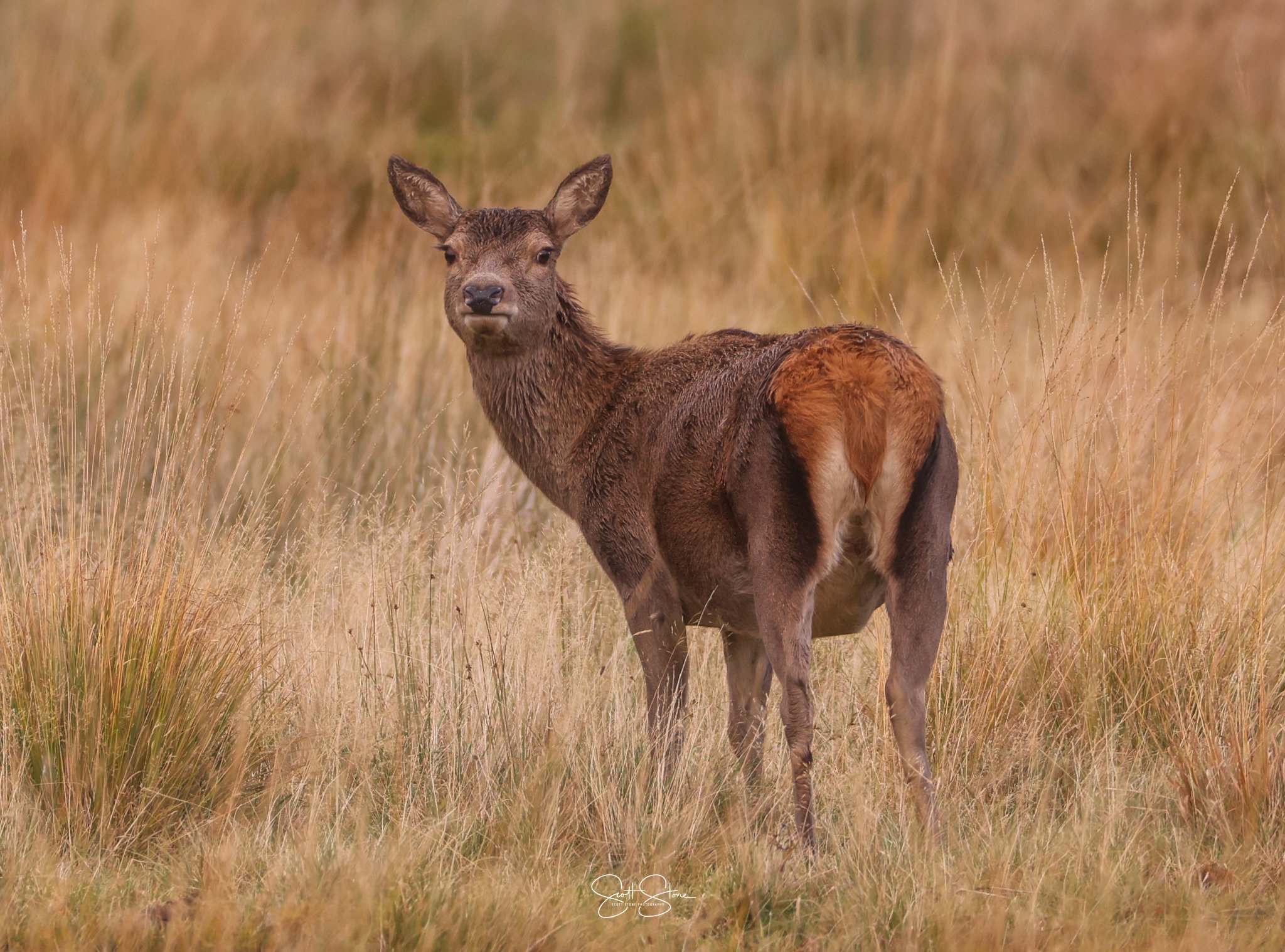 A young elk standing in a field of tall, golden grass with a soft-focus background.