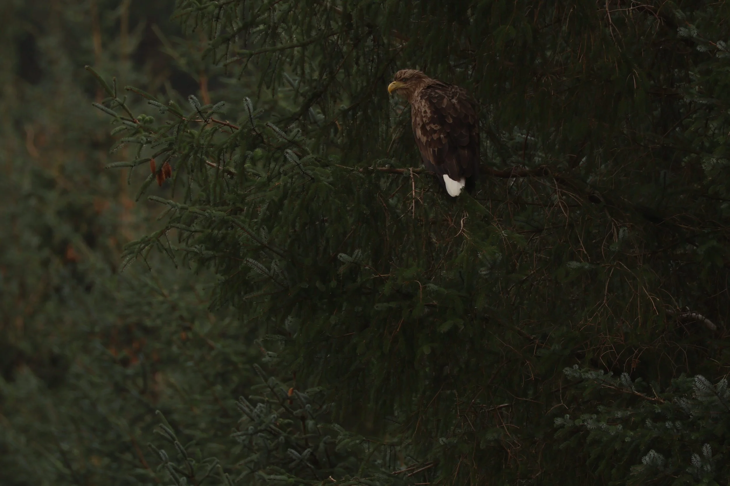 A bird of prey, possibly an eagle, perched on a branch in a dense forest of evergreen trees.
