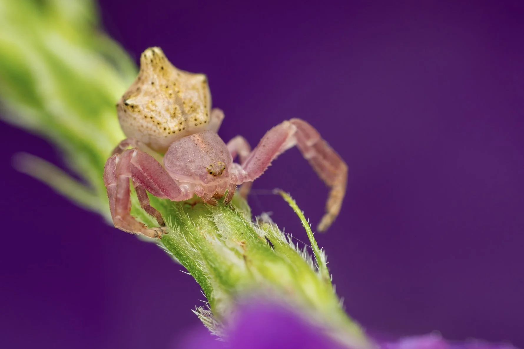 Close-up of a small pink crab spider with a tiny yellow crab spider on its back, perched on a green plant stem with a purple background.